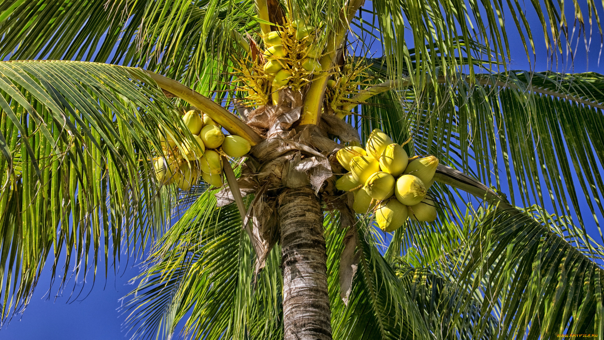 природа, плоды, пальма