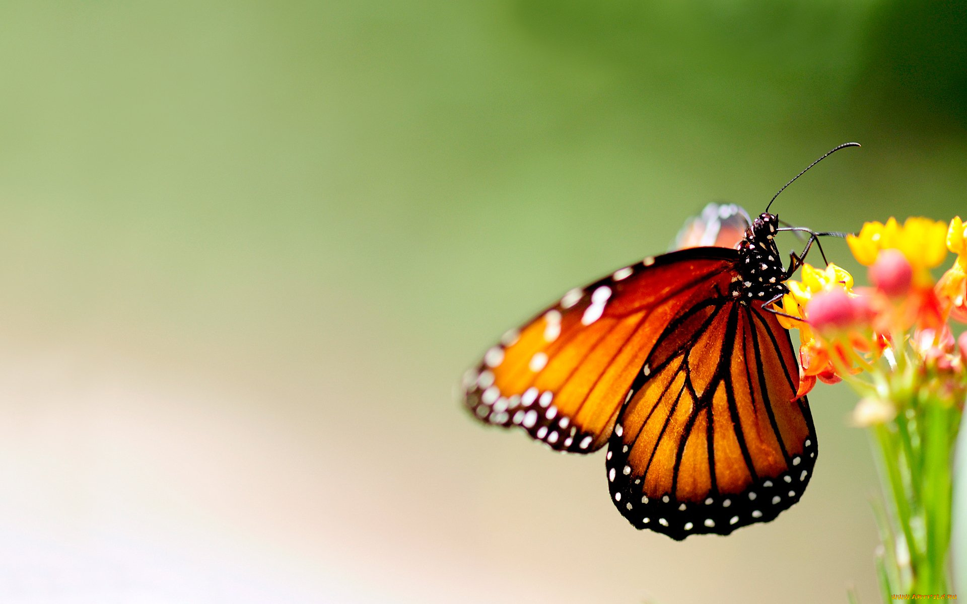 животные, бабочки, , мотыльки, , моли, цветок, бабочка, монарх, нектар