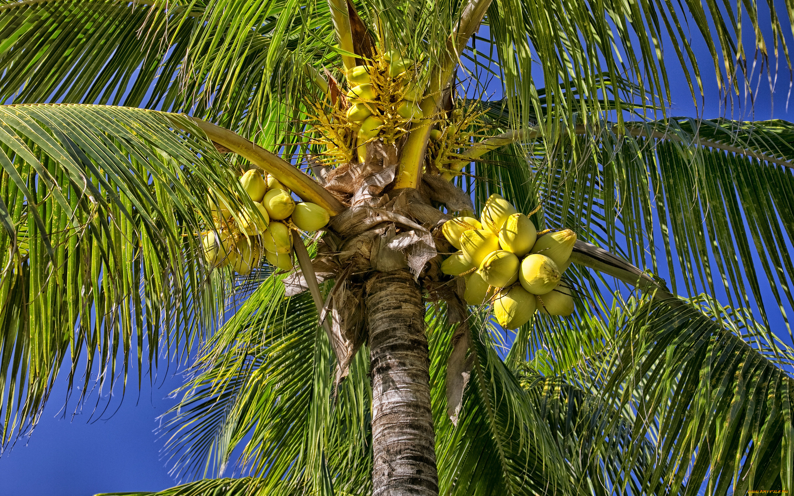 природа, плоды, пальма