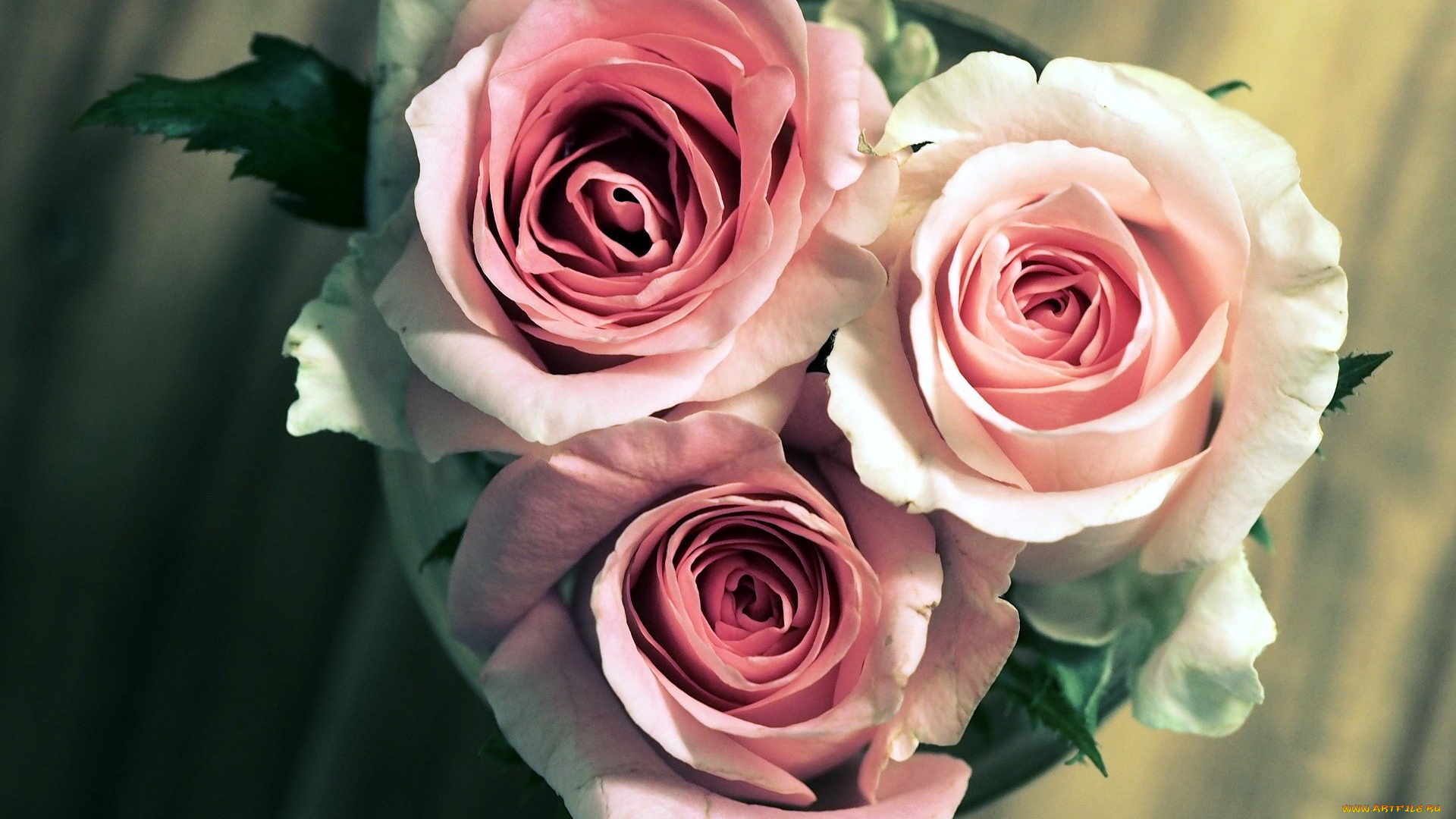 цветы, розы, розовый, трио