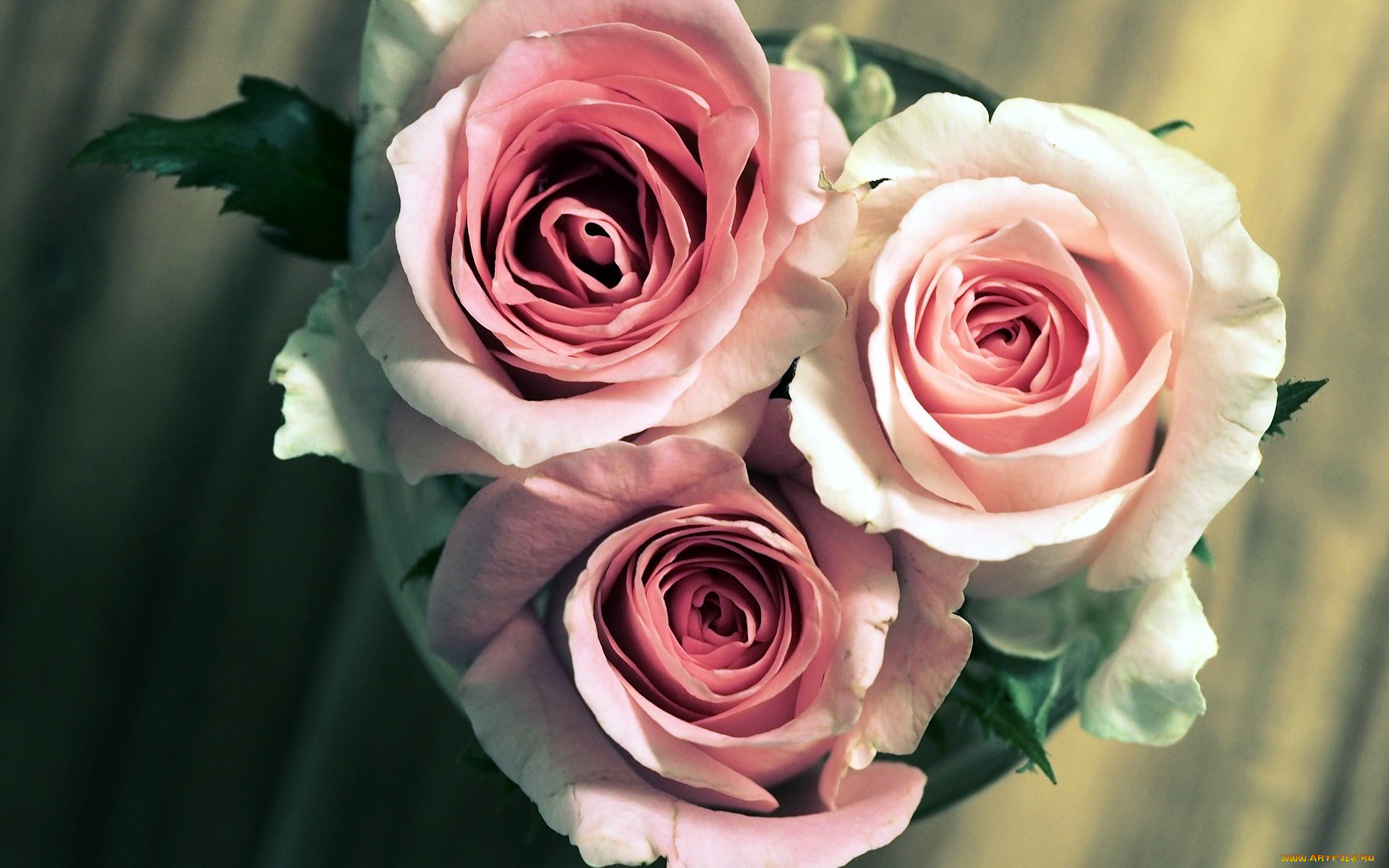 цветы, розы, розовый, трио