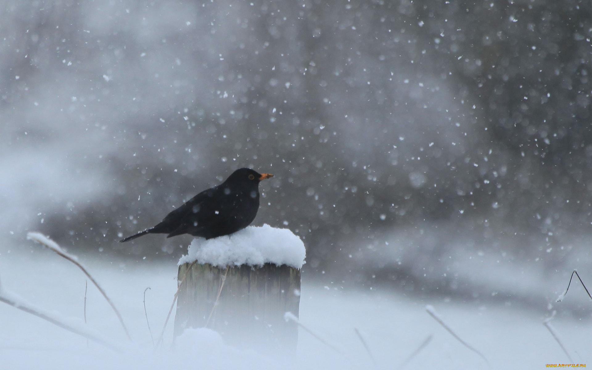 животные, птицы, птица, столб, снег, черная
