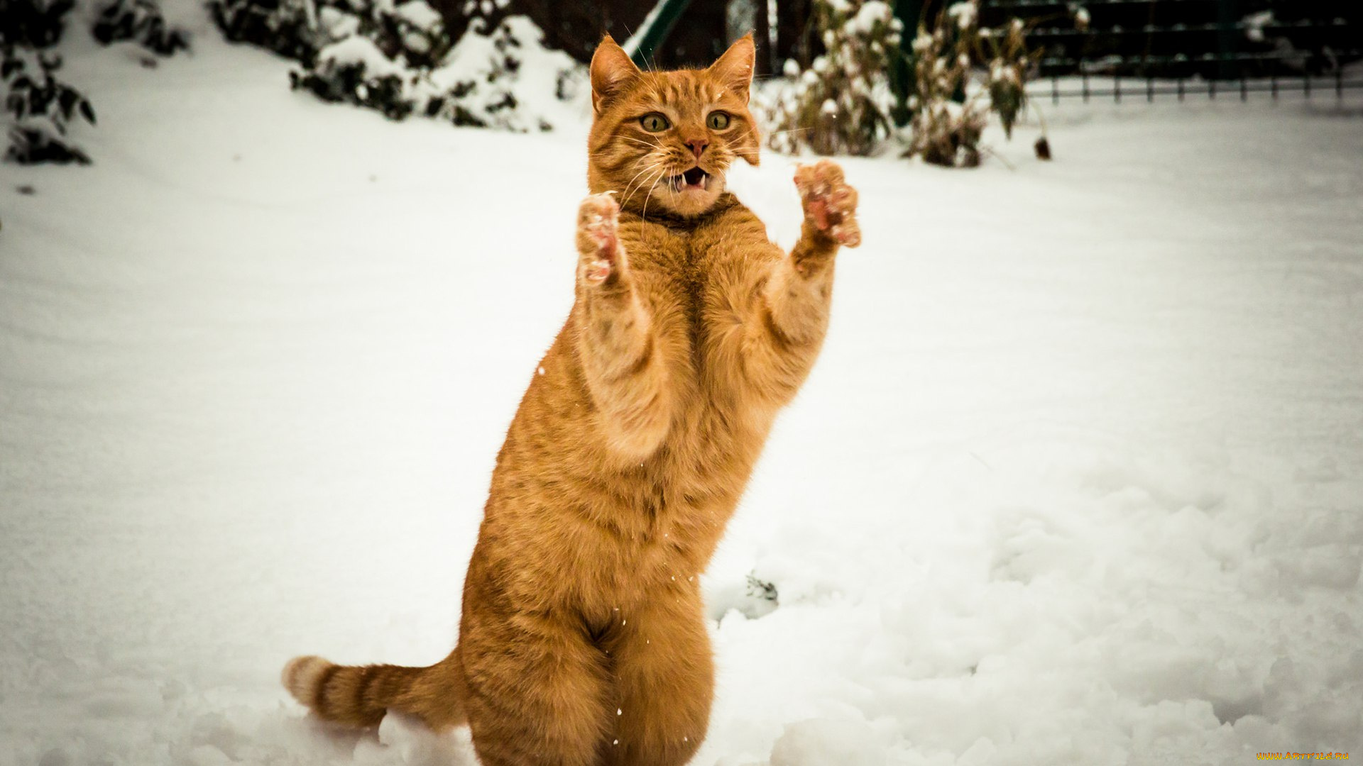 животные, коты, зима, рыжий, кот, ловит, снег