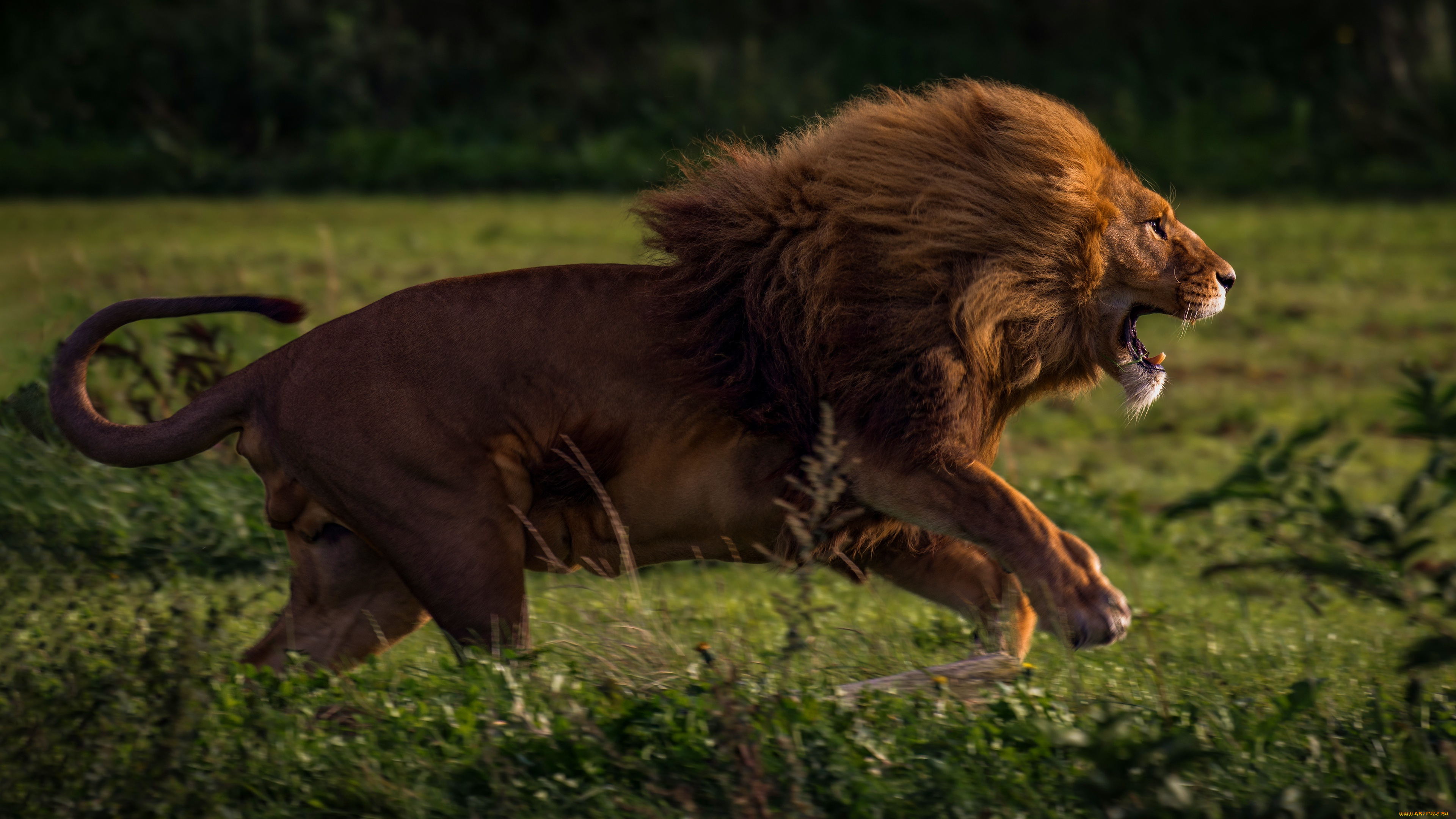 животные, львы, лев, хищник, самец, кошачьи, млекопитающие, грива, африка, савана