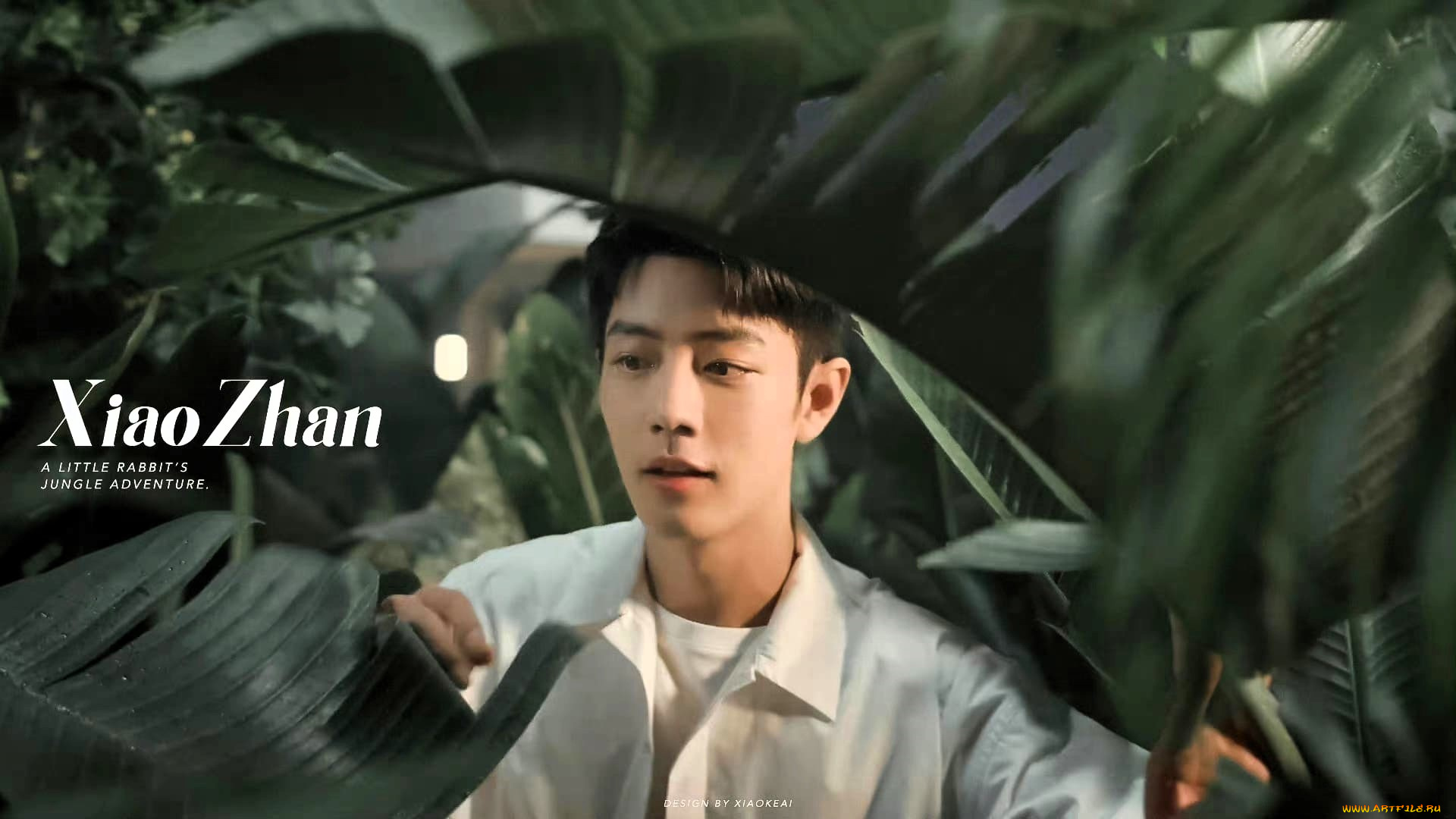 мужчины, xiao, zhan, актер, лицо, листья, джунгли
