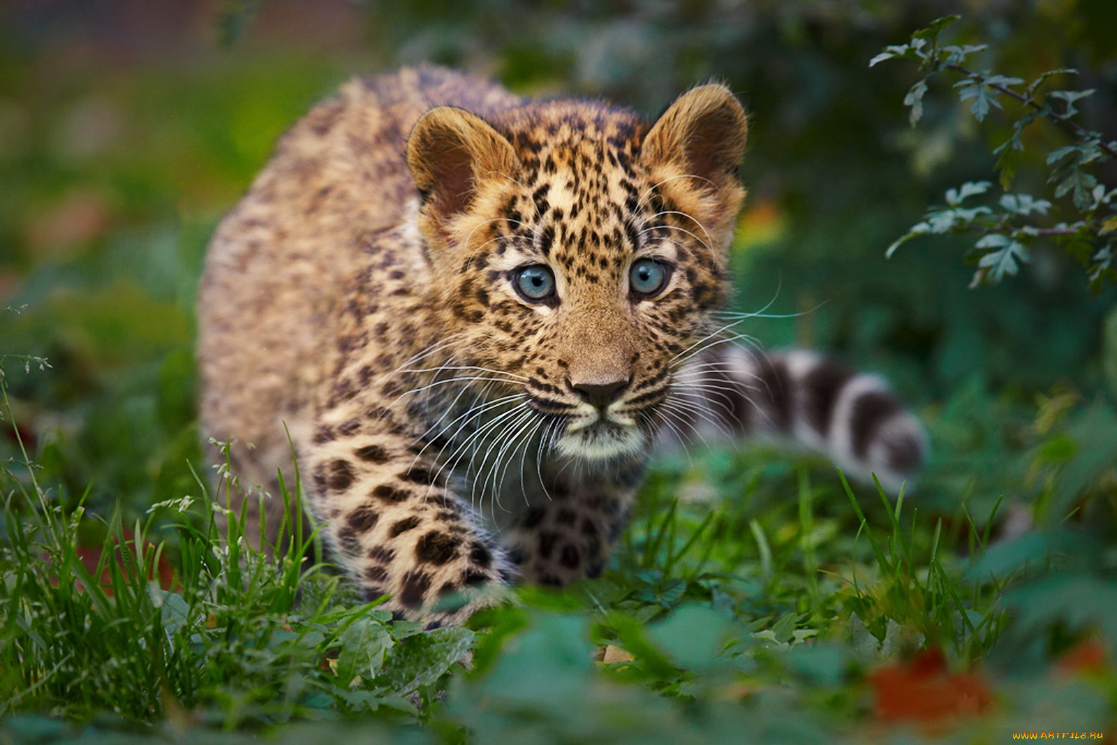 котёок, леопарда, животные, леопарды, трава, котёнок, леопард