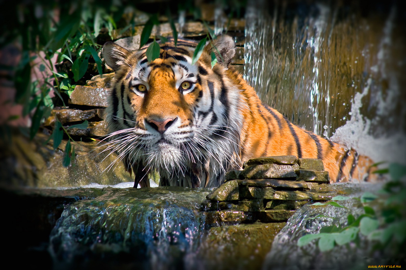 принимаю, ванну, животные, тигры, водопад, тигр, камни, листва, фотошоп