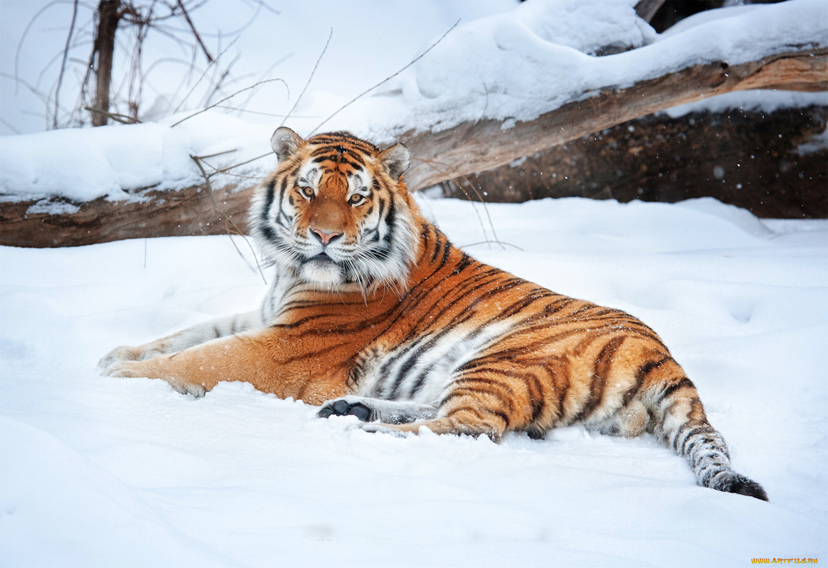 тигр, на, снегу, животные, тигры, взгляд, снег, лежит