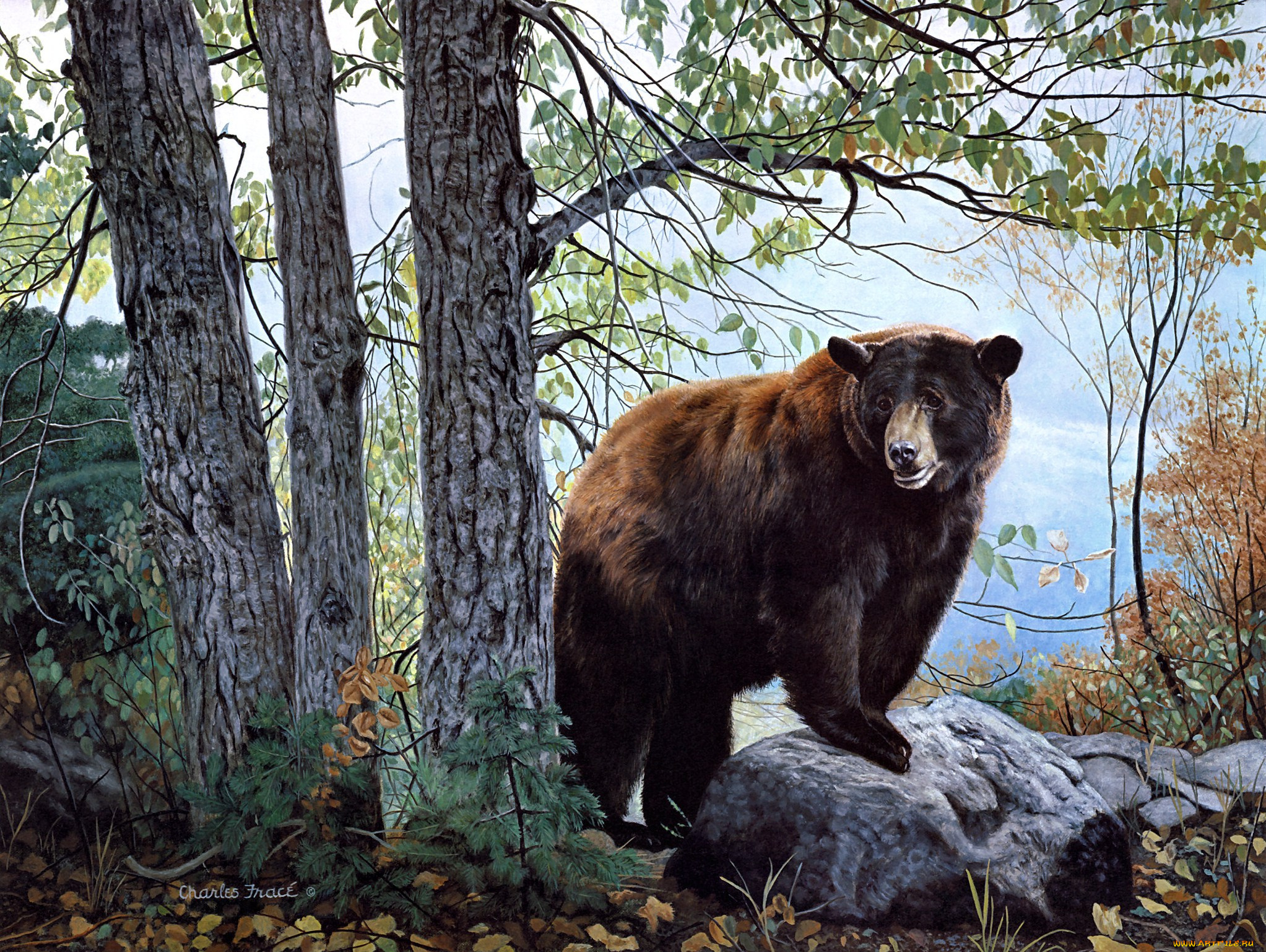 morning, watch, рисованные, charles, frace, painting, bear, forest, nature
