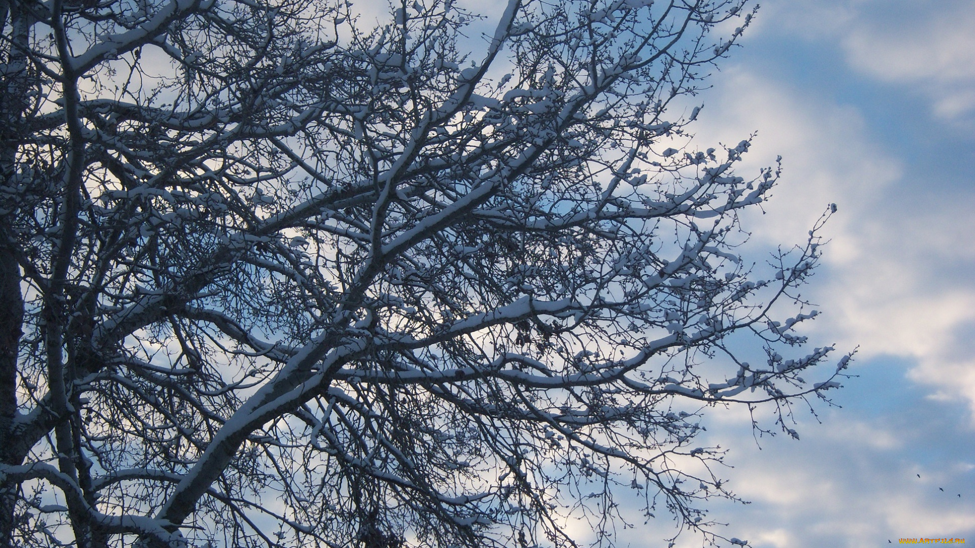 природа, деревья, облака, небо, снег, тополь, ветви, дерево