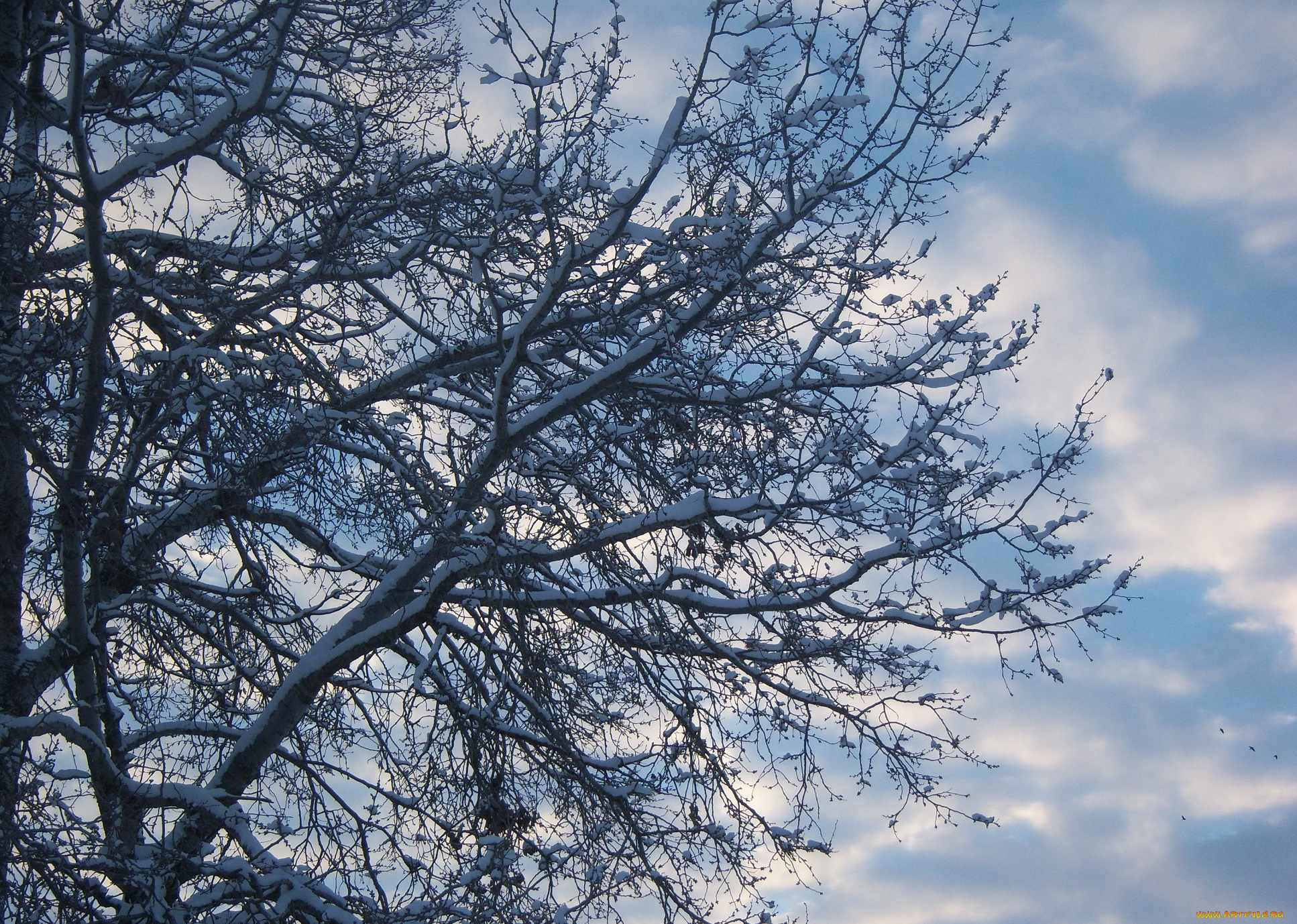 природа, деревья, облака, небо, снег, тополь, ветви, дерево