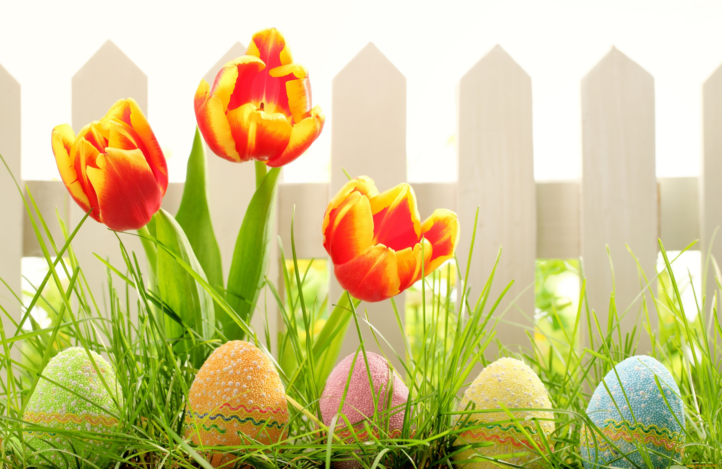 праздничные, пасха, easter, природа, весна, забор, тюльпаны, цветы, трава, яйца, праздник