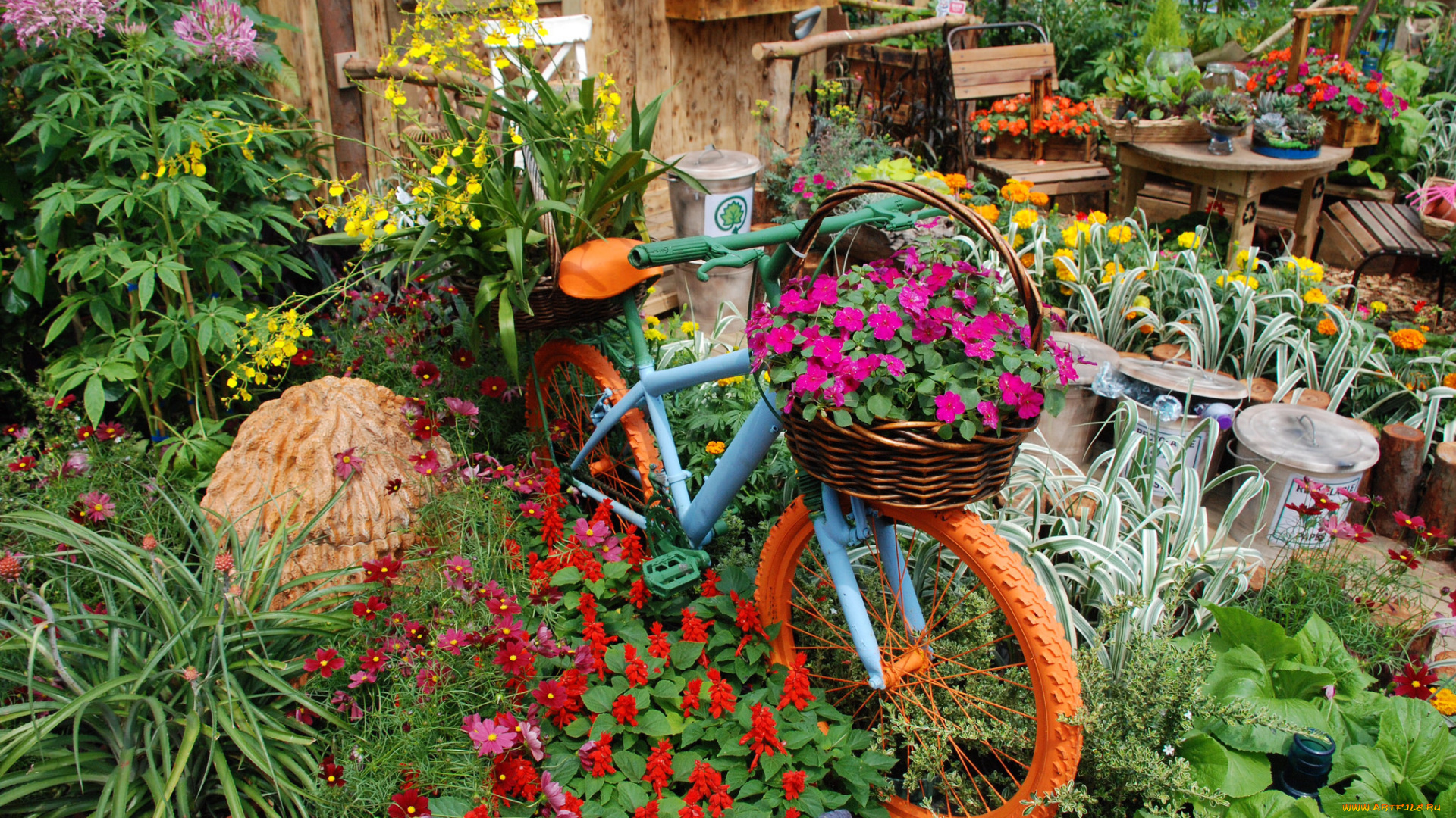 цветы, разные, вместе, велосипед, разные, клумба, петунии