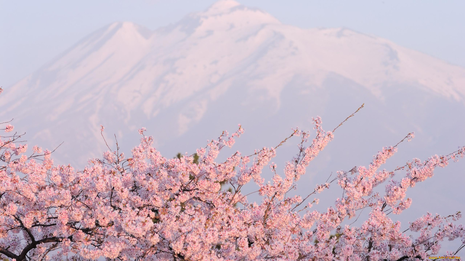 цветы, сакура, , вишня, весна, вершины, снег, горы, сад, цветение
