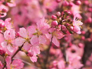 Картинка цветы цветущие+деревья+ +кустарники розовые ветка