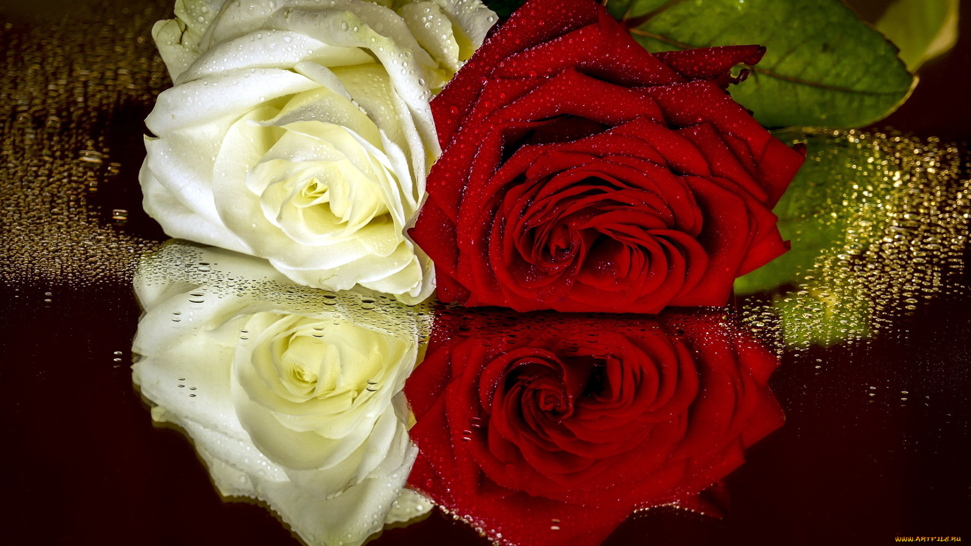 цветы, розы, дуэт, капли, отражение