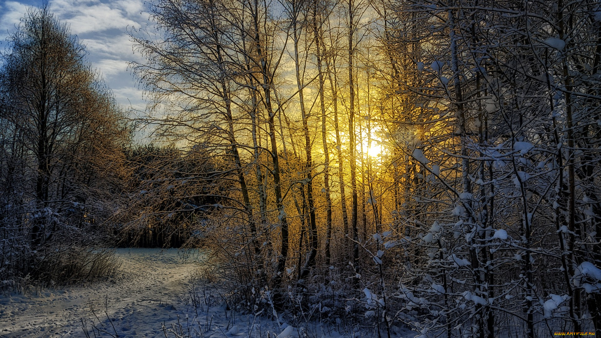 природа, зима, снег, пейзаж, лес, солнце