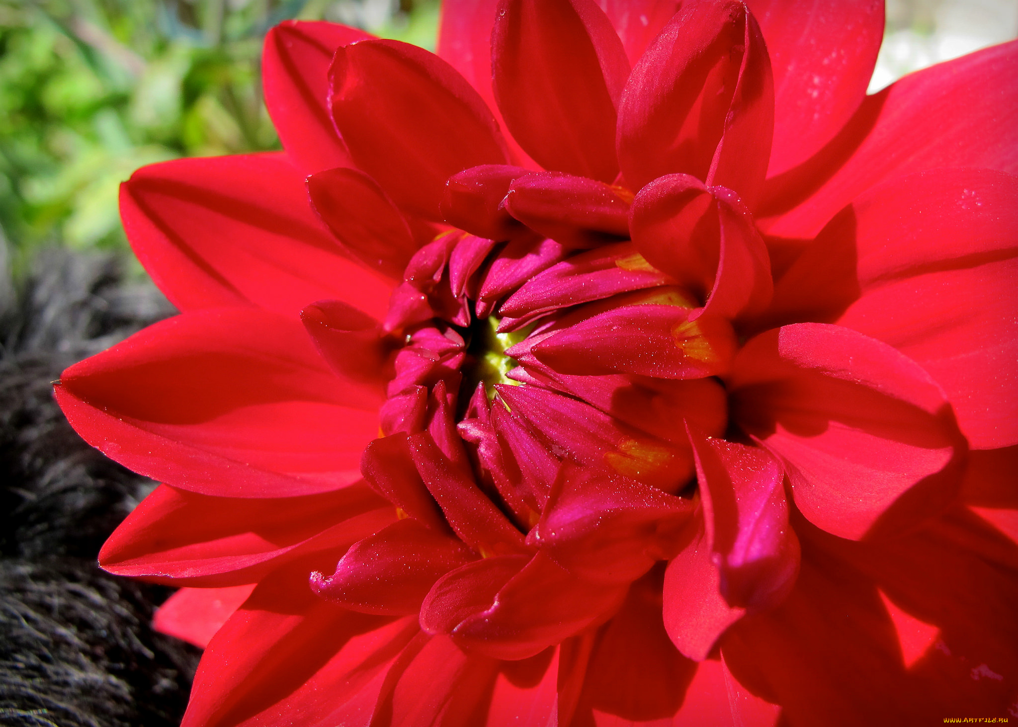 Красный цветок георгин без смс