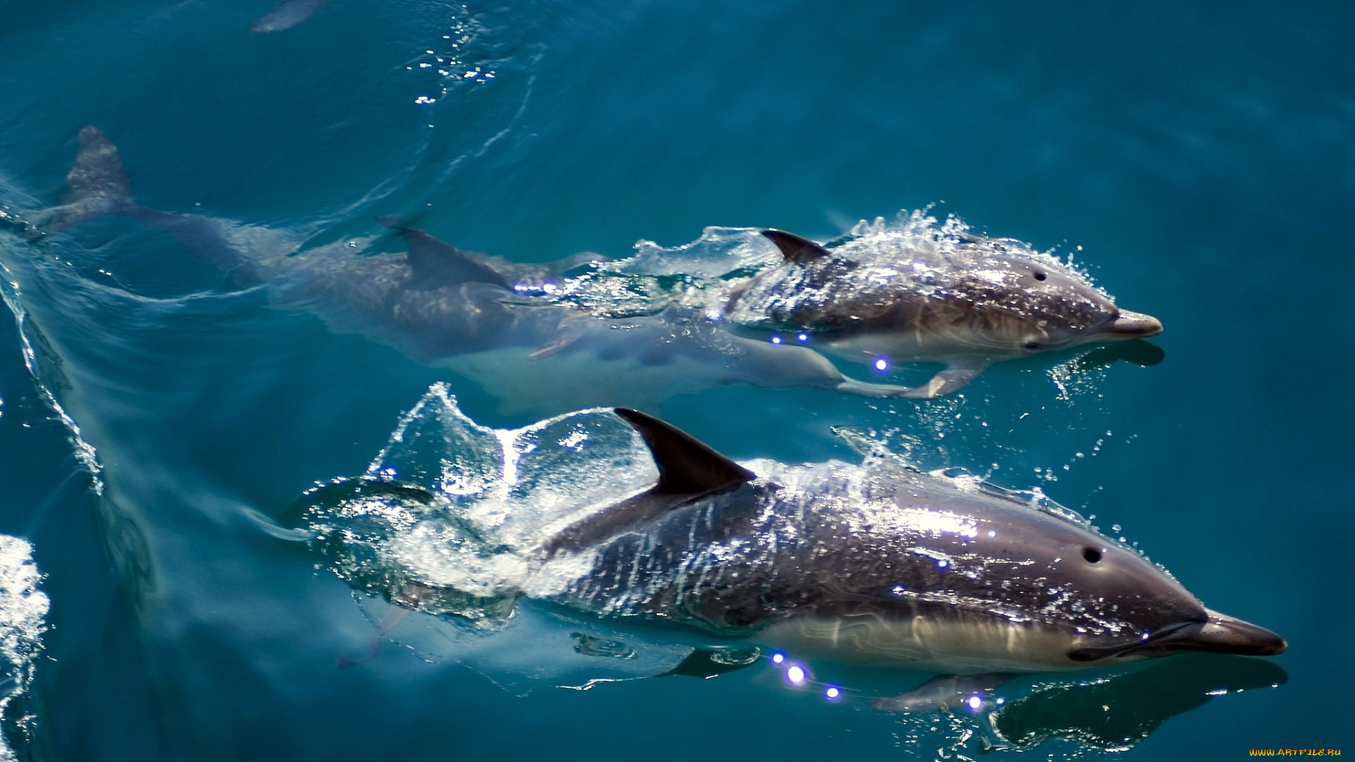 животные, дельфины, плавание