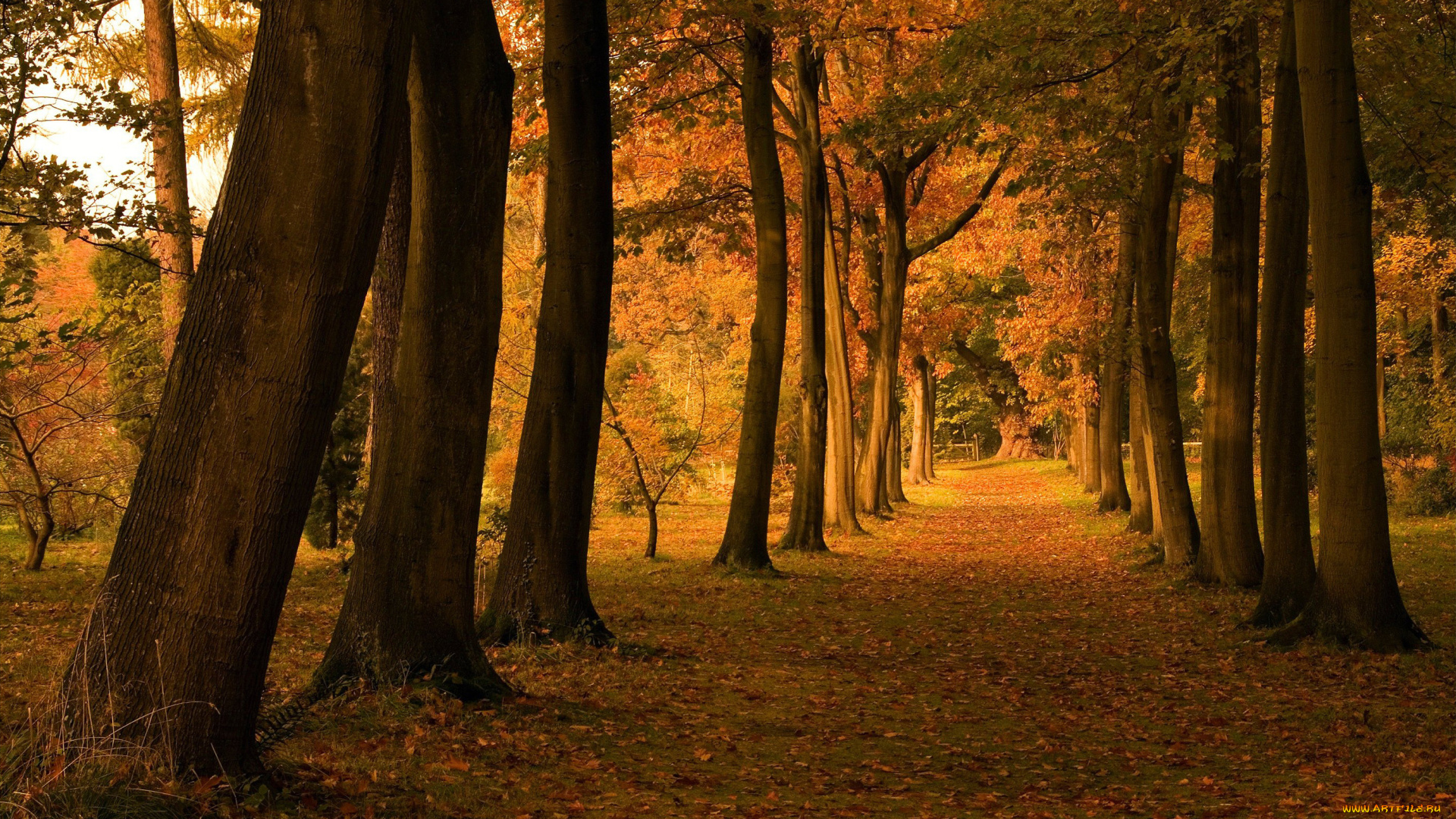 природа, деревья, осень, аллея, листва