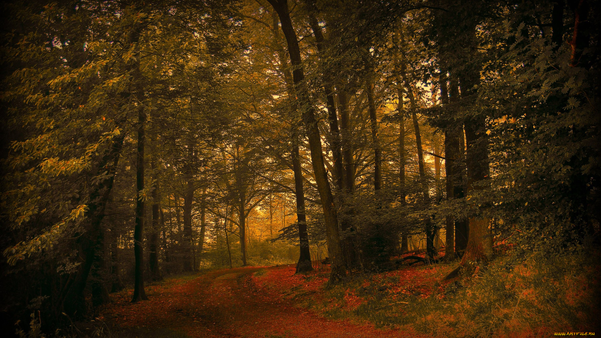 природа, лес, листва, дорога, осень