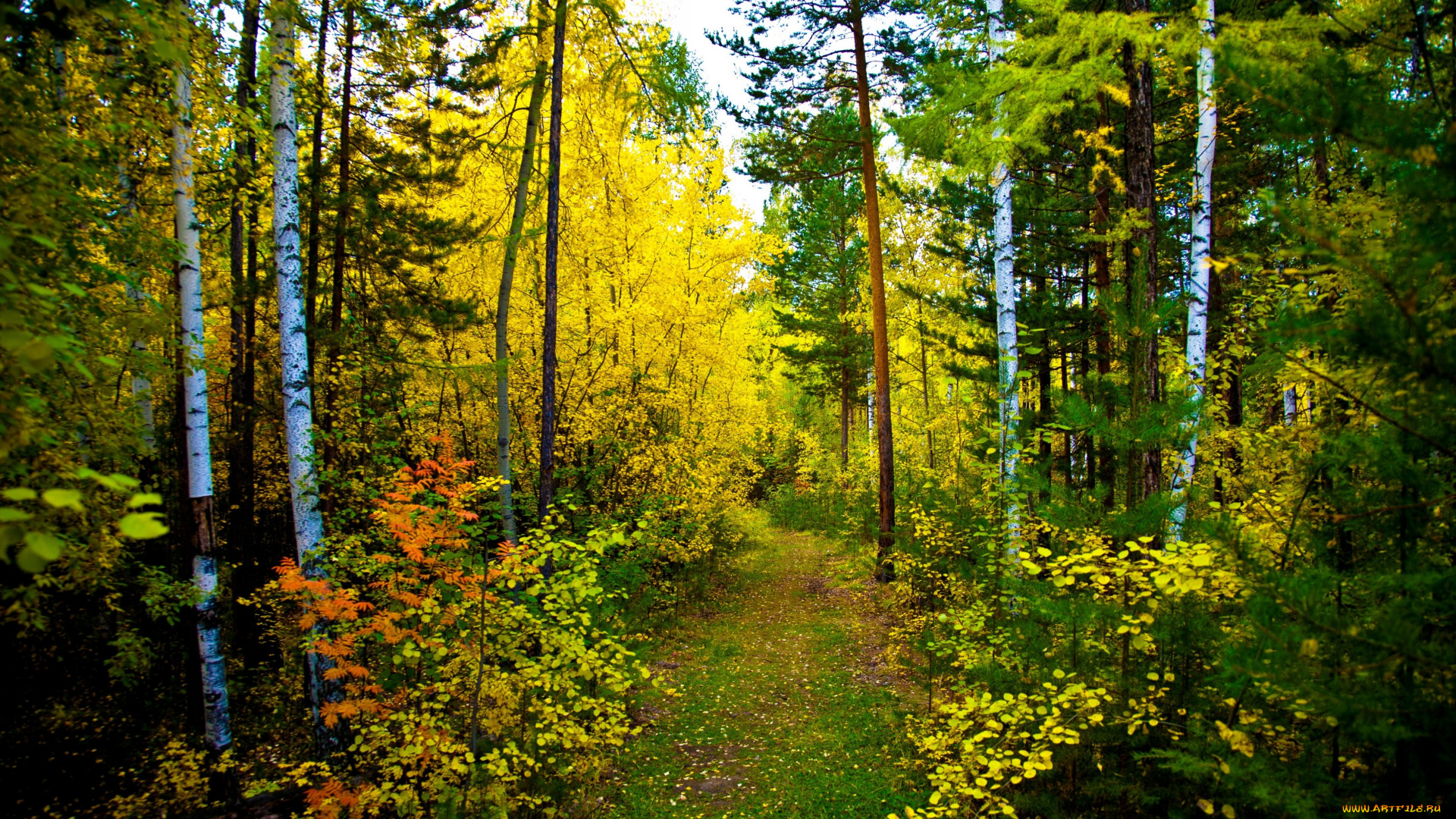 природа, лес, тропа, осень