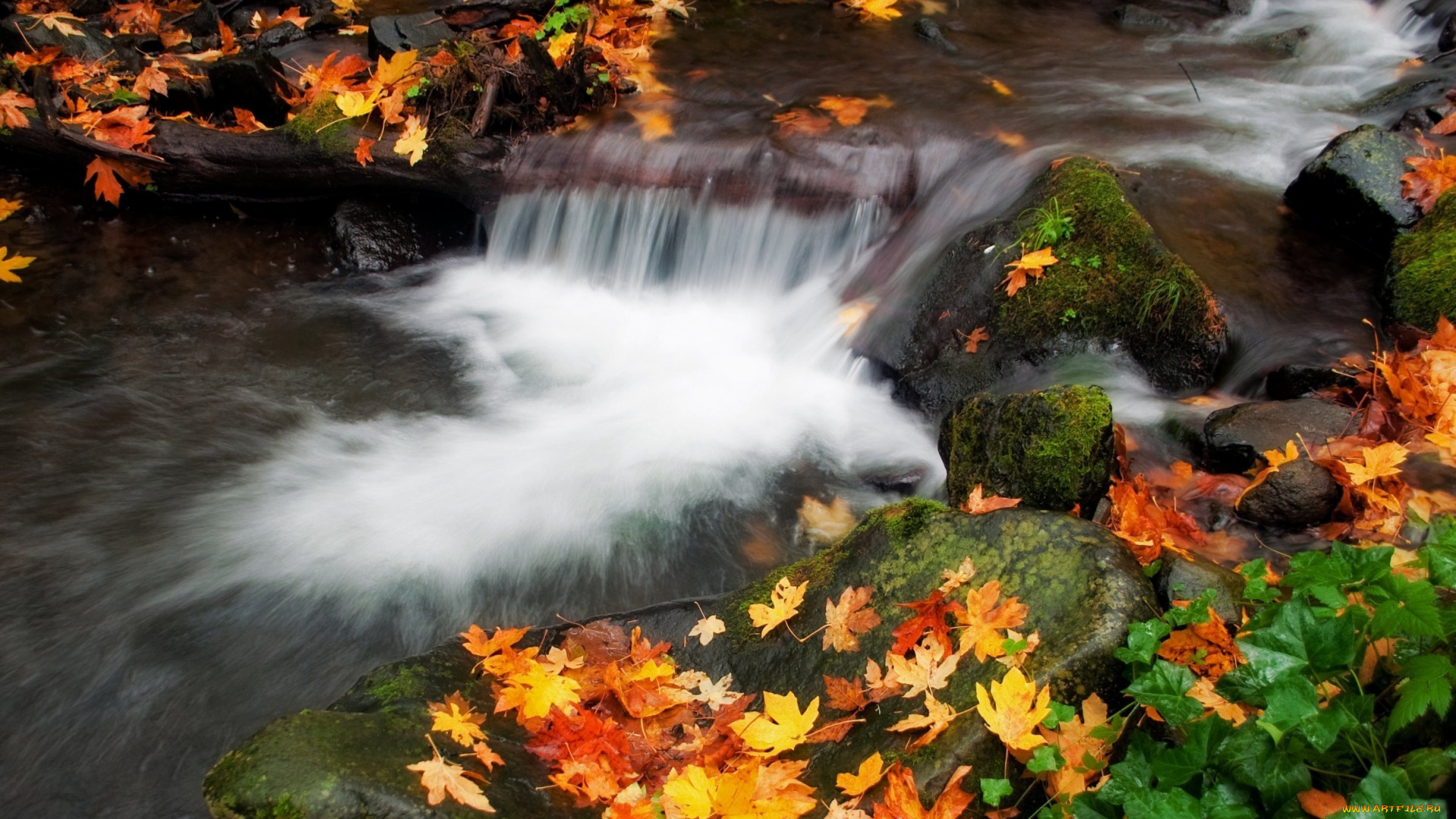 природа, реки, озера, листва, осень, вода, поток