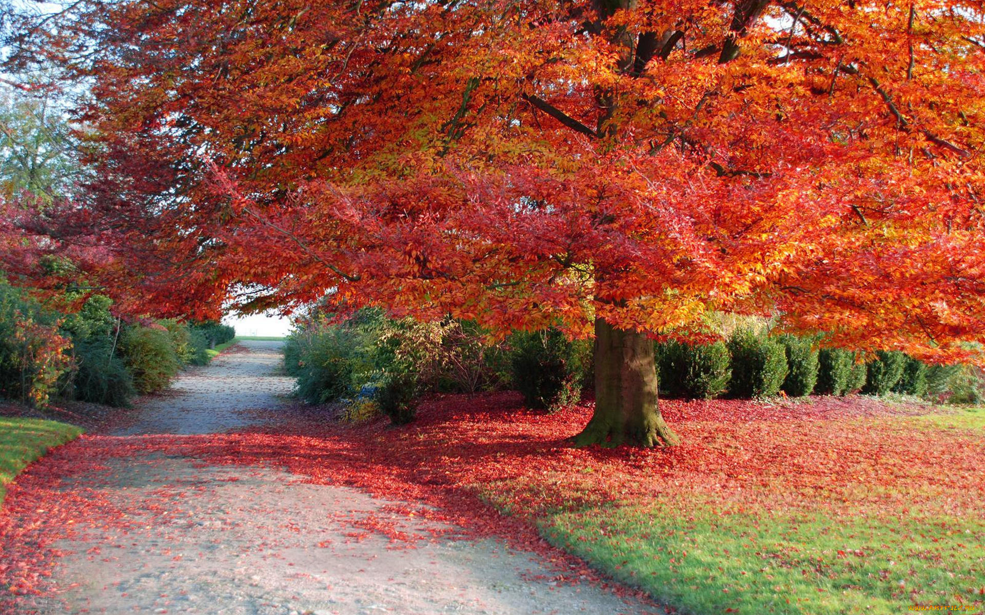 природа, дороги, листья, осень, дерево