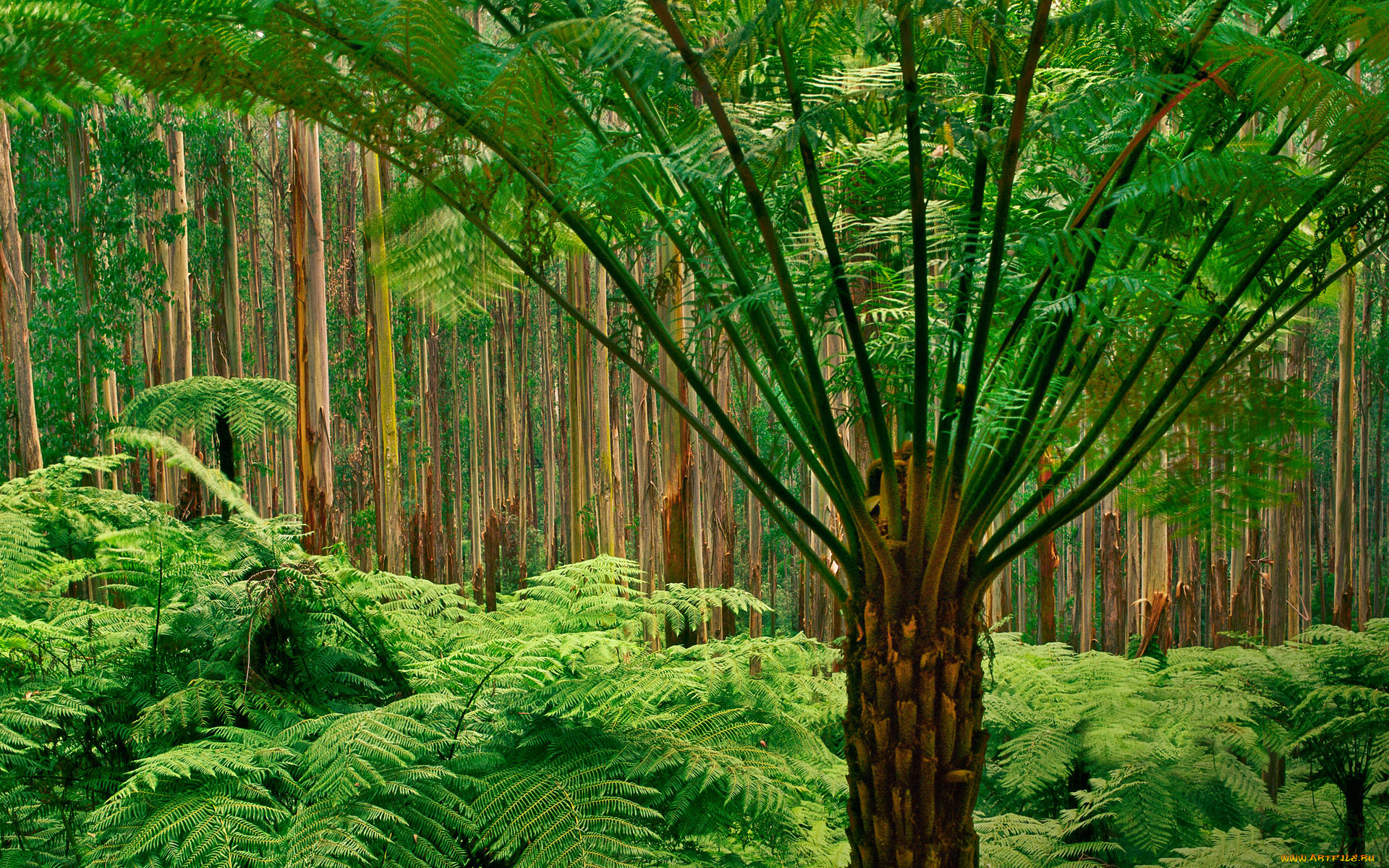 природа, лес, деревья, папоротники, австралия