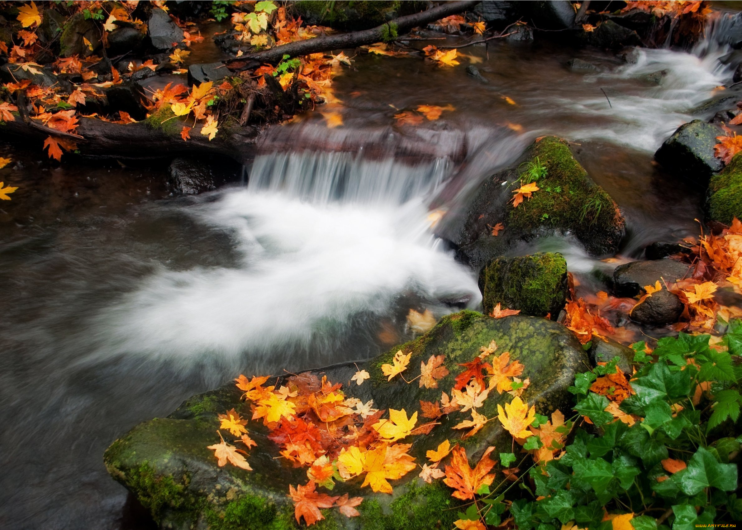 природа, реки, озера, листва, осень, вода, поток