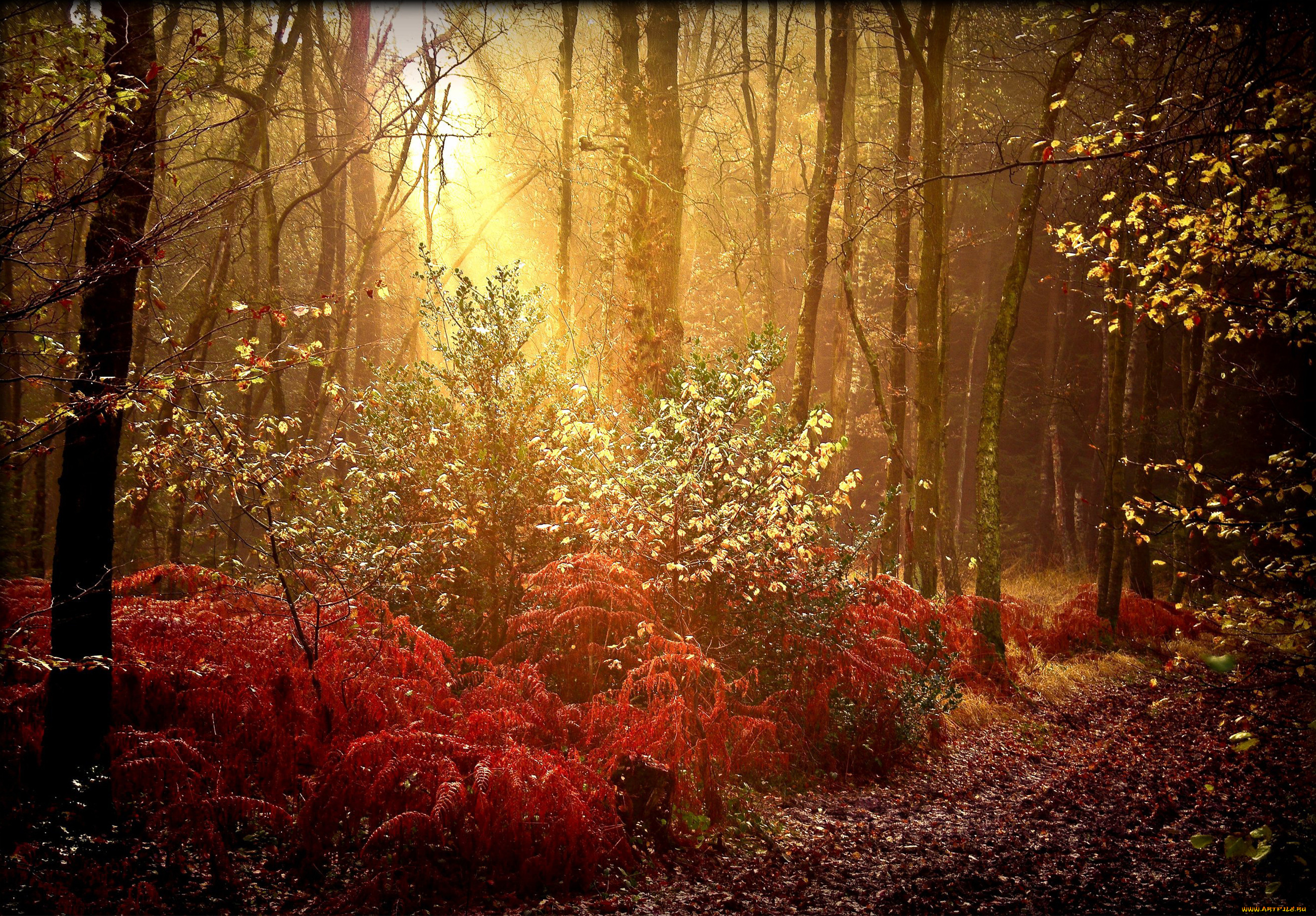 природа, лес, осень, краски