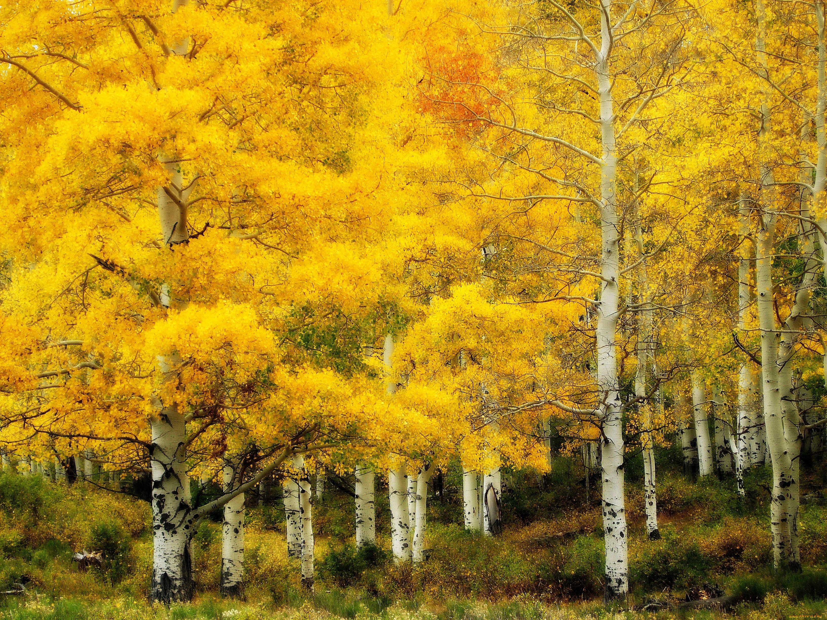 природа, лес, осень, золотая, берёзовая, роща