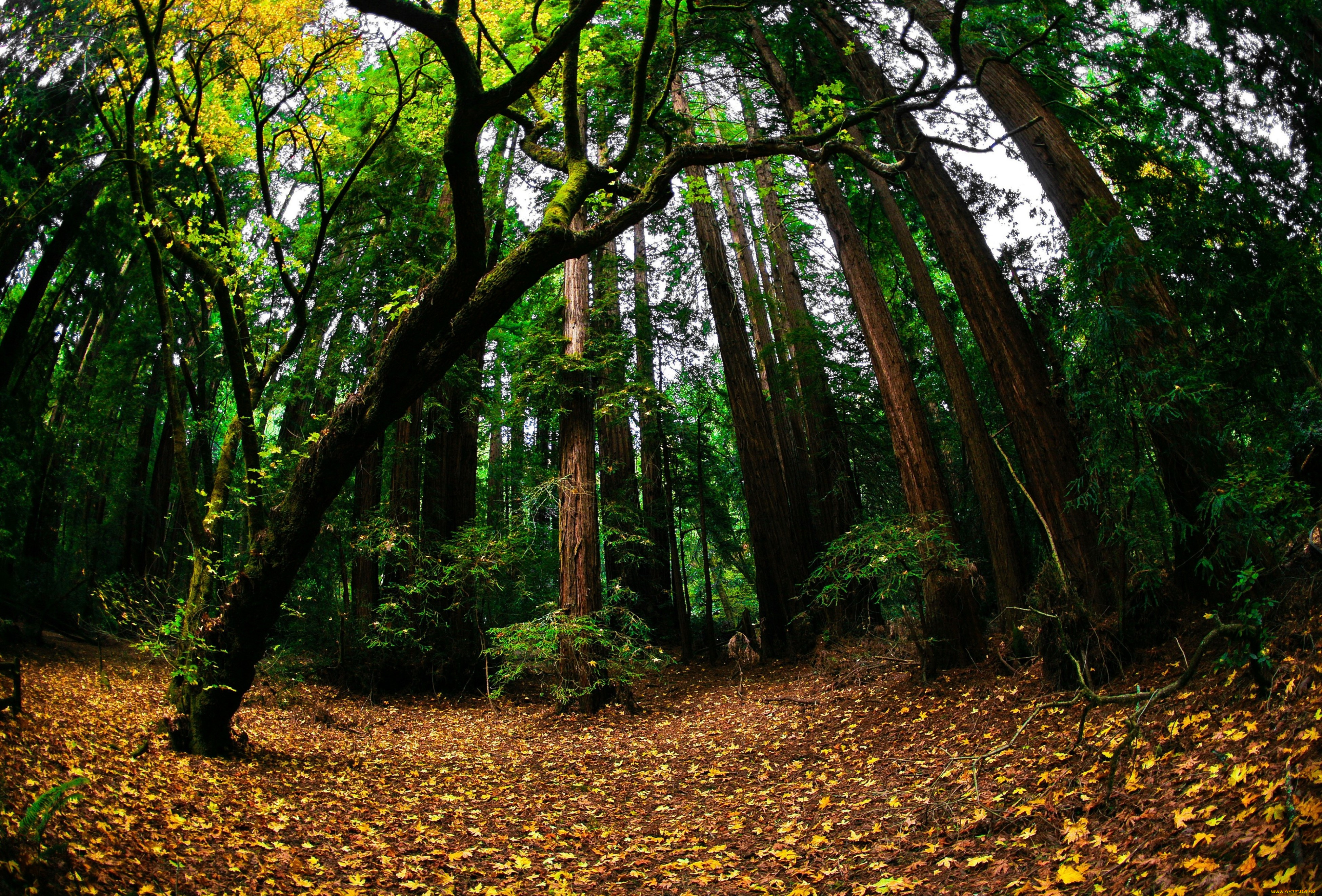 природа, лес, листва, осень, зелень