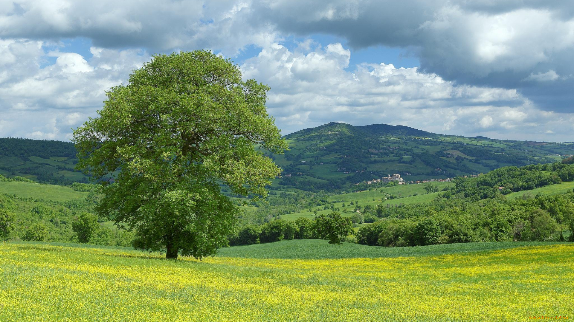 природа, пейзажи, цветы, поле, италия, марке, monte, cerignone