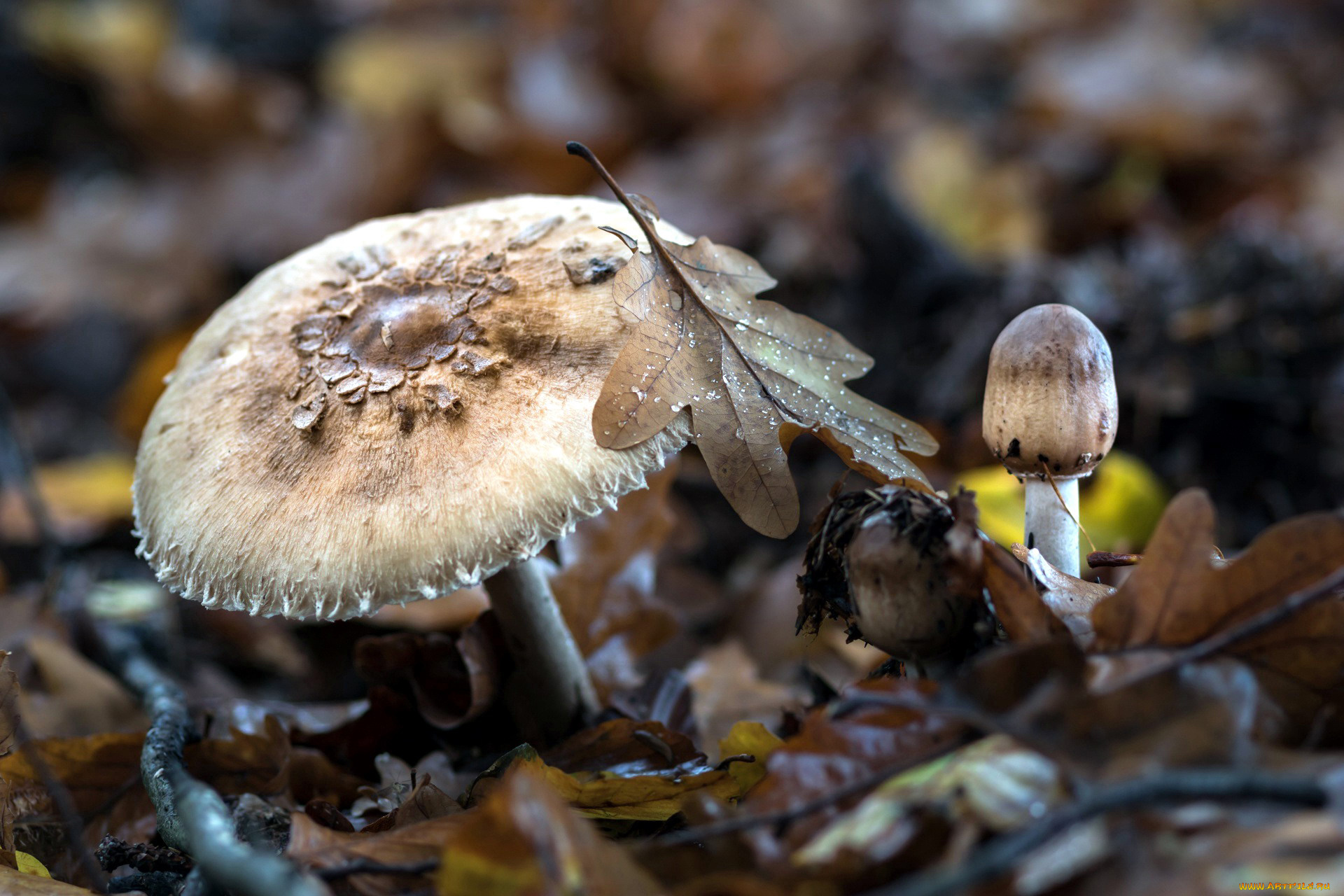 природа, грибы, пестрый, зонтик
