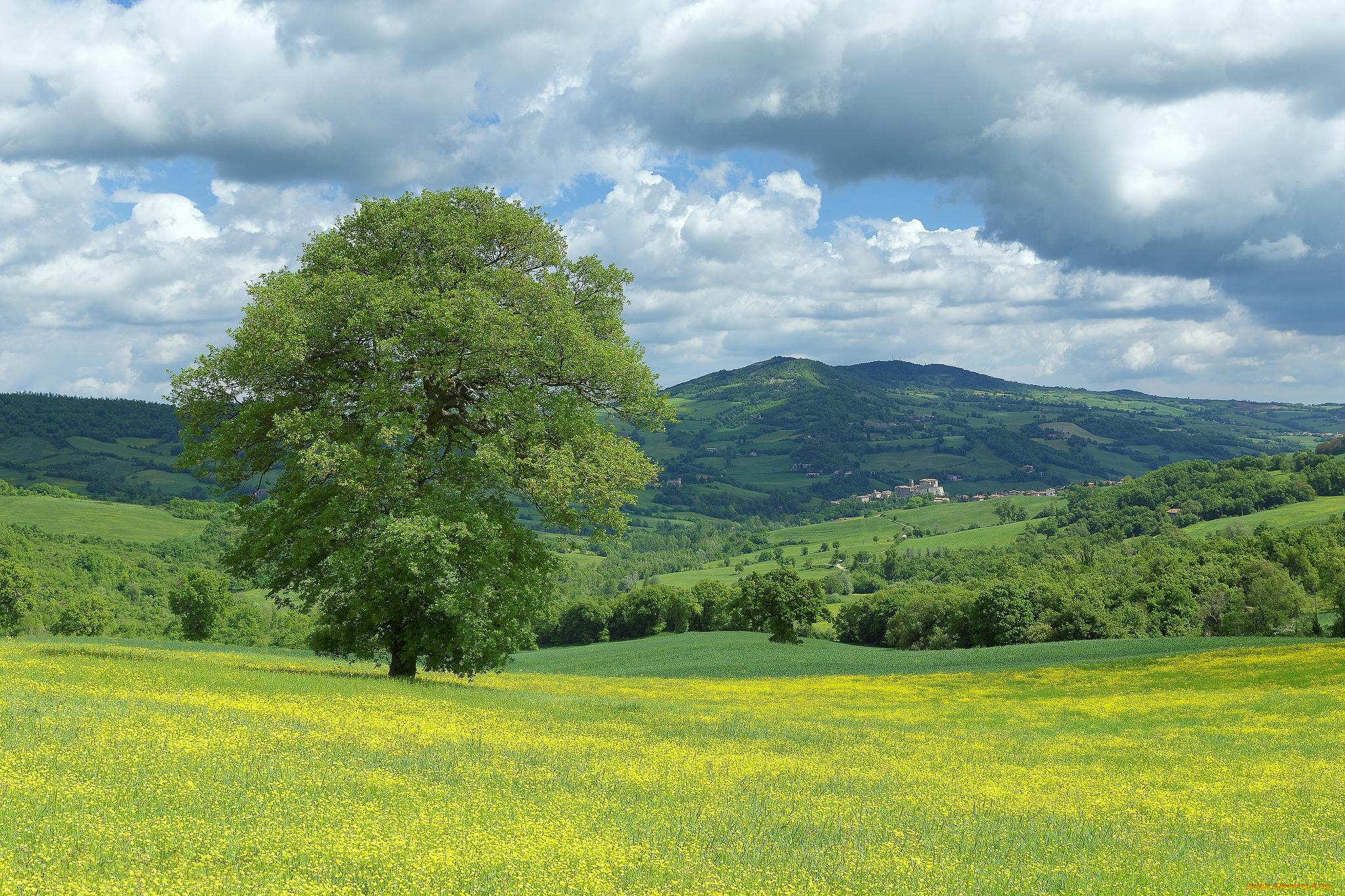 природа, пейзажи, цветы, поле, италия, марке, monte, cerignone