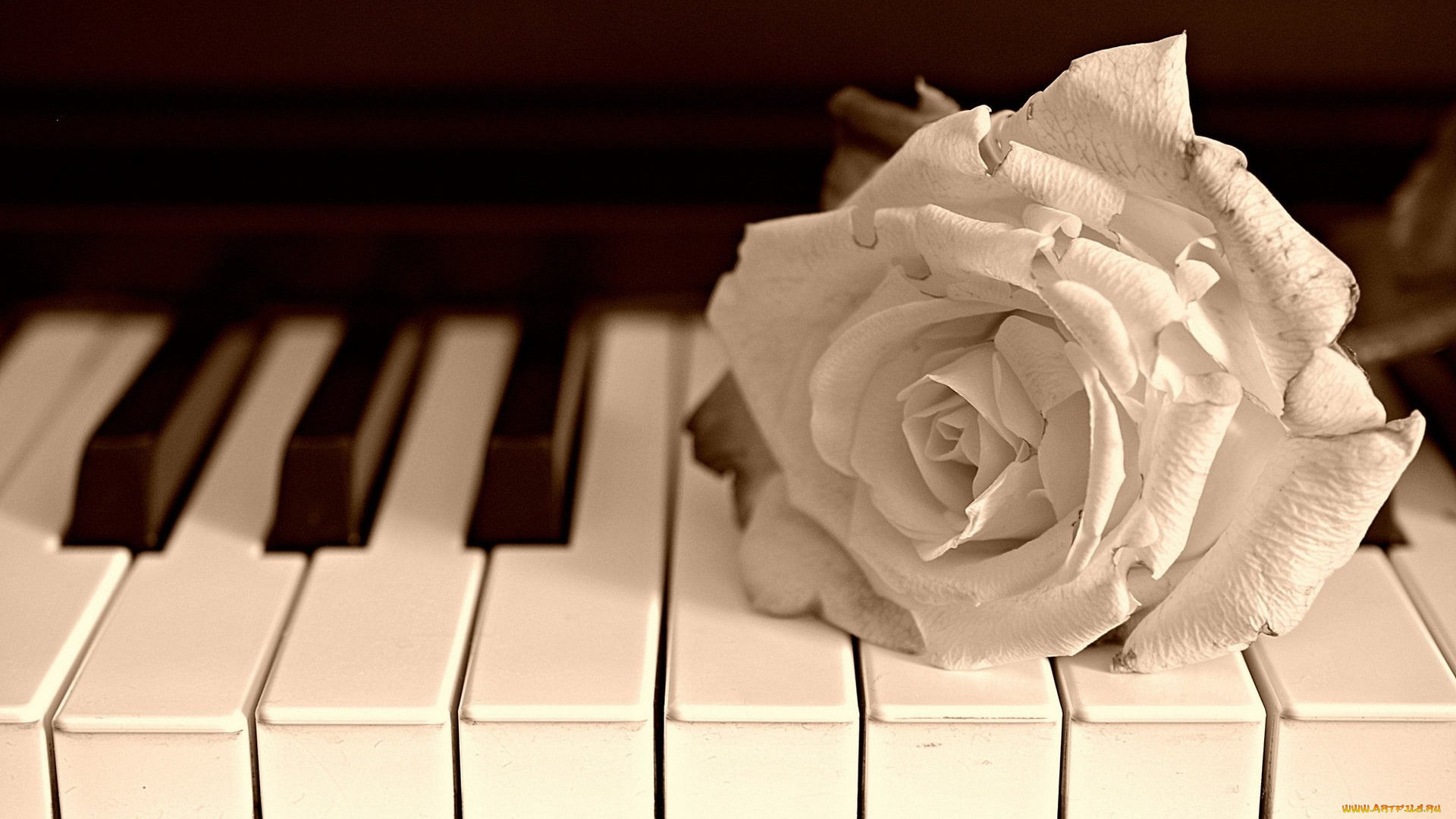 музыка, -музыкальные, инструменты, клавиши, цветок
