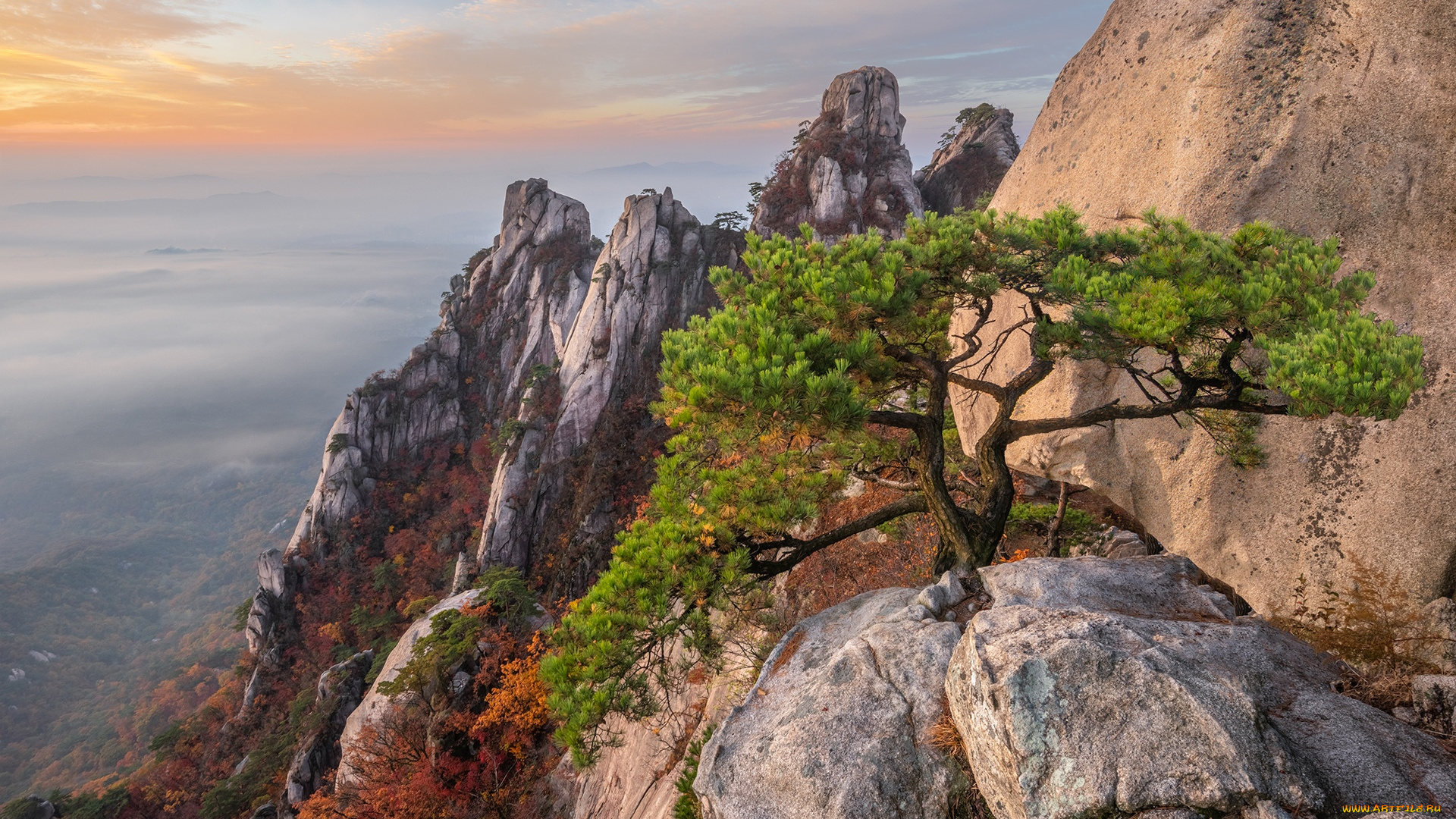 Rock tree. Яшмовый каньон Венесуэлы. Скала Чхонню Корея. Пейзаж скалы. Сосны на скалах.