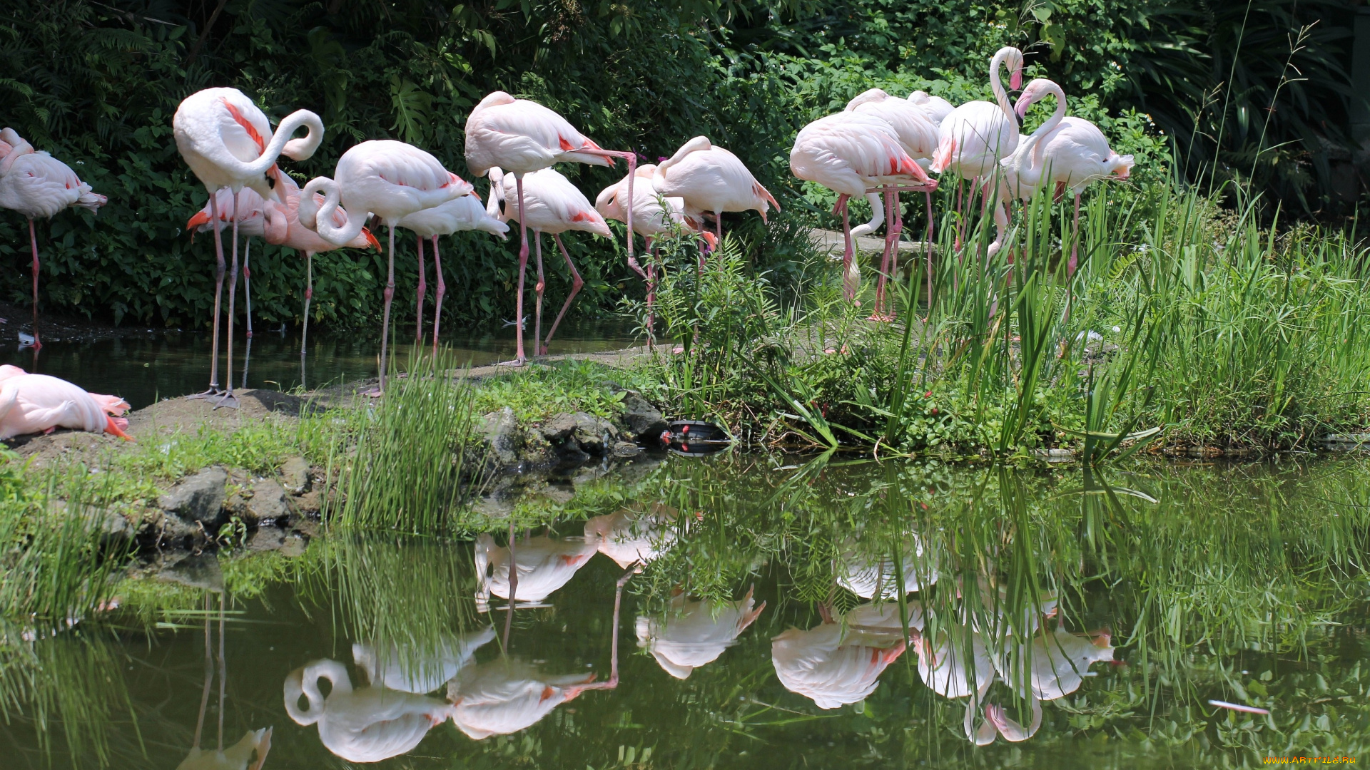 животные, фламинго, много, отражение, розовый