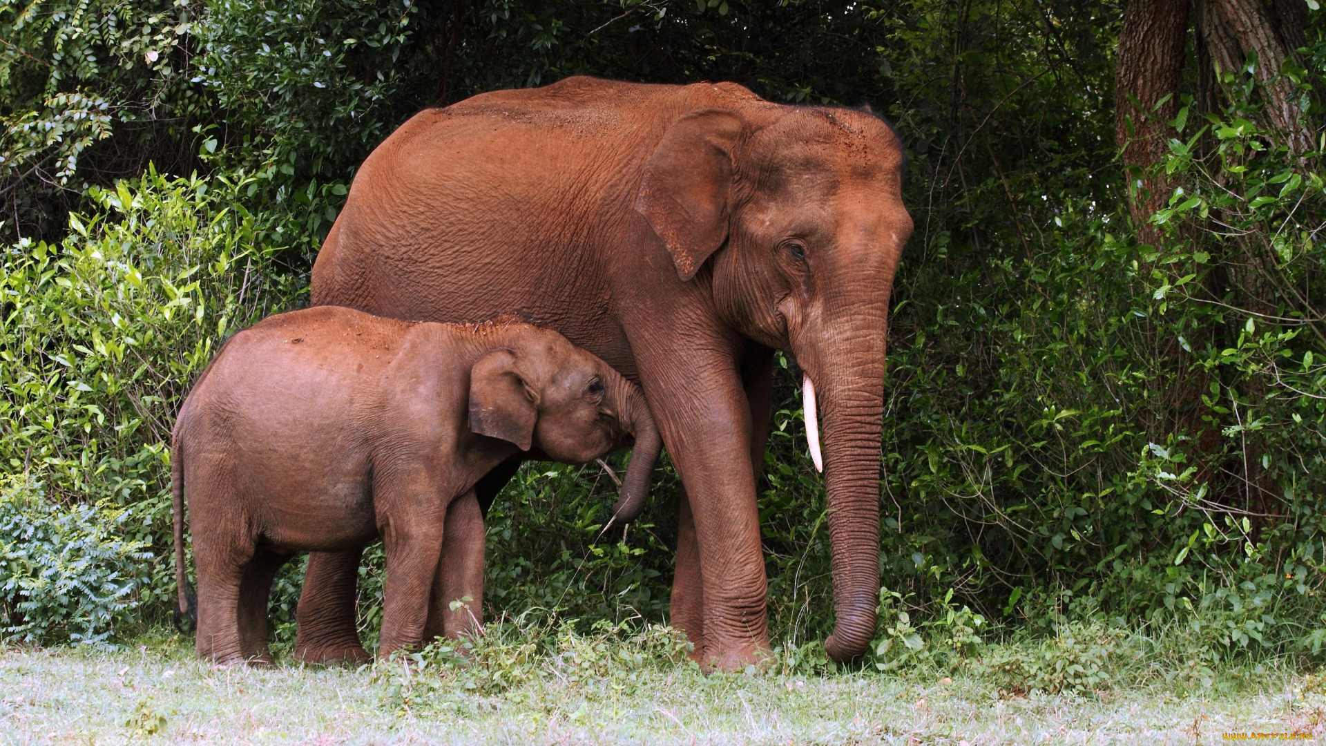 животные, слоны, мама, малыш, слониха, слонёнок
