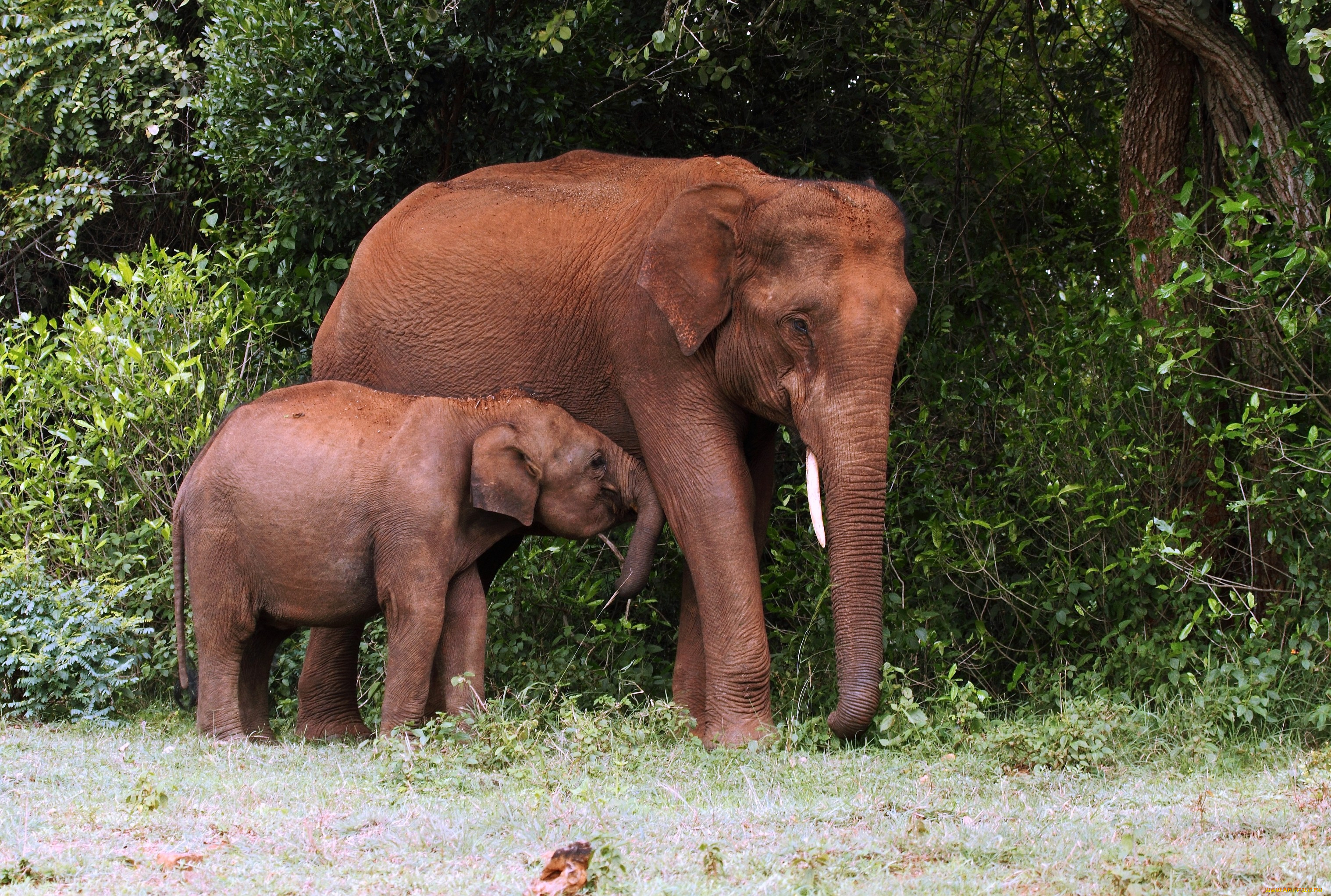 Слоненок с мамой загрузить