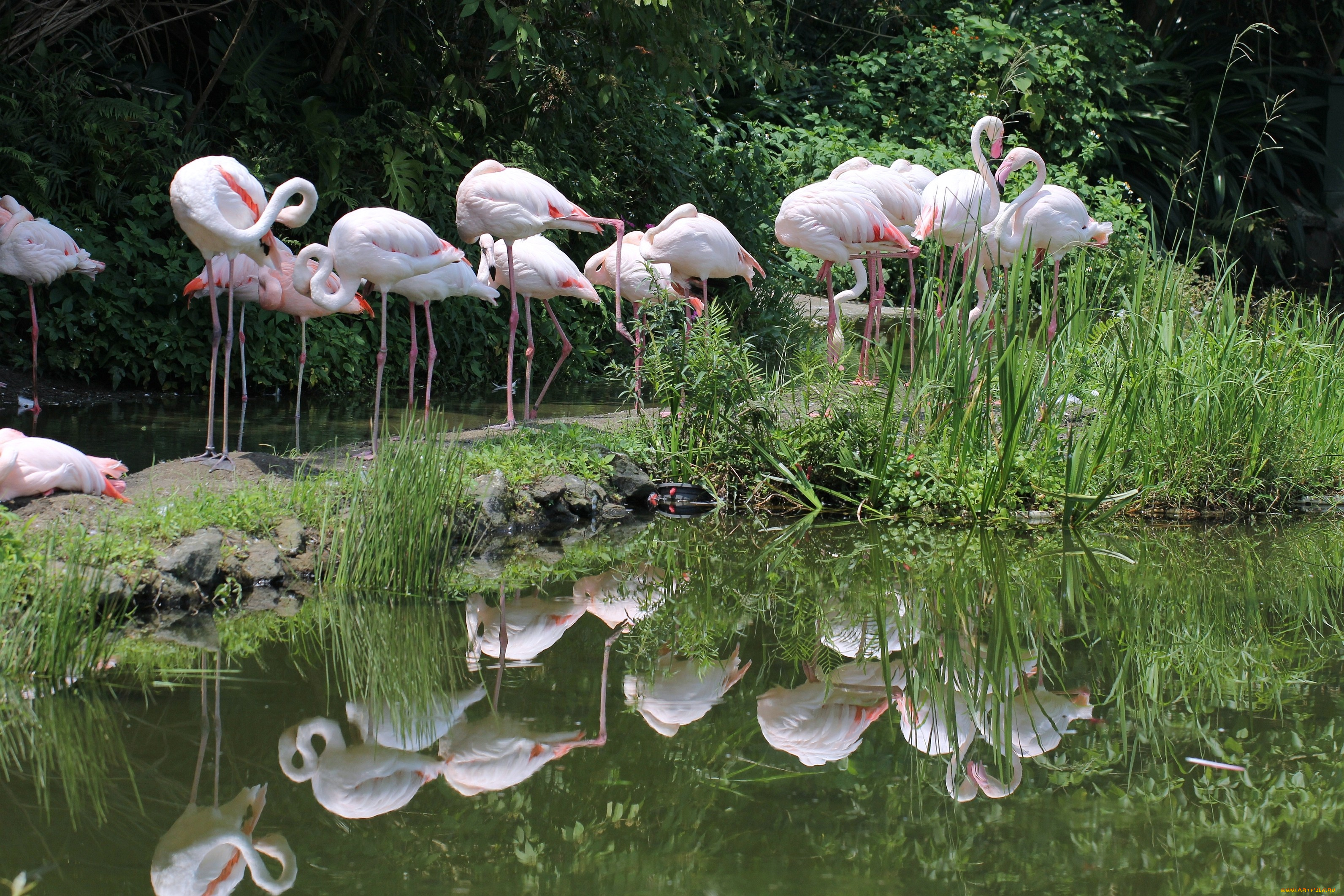 животные, фламинго, много, отражение, розовый