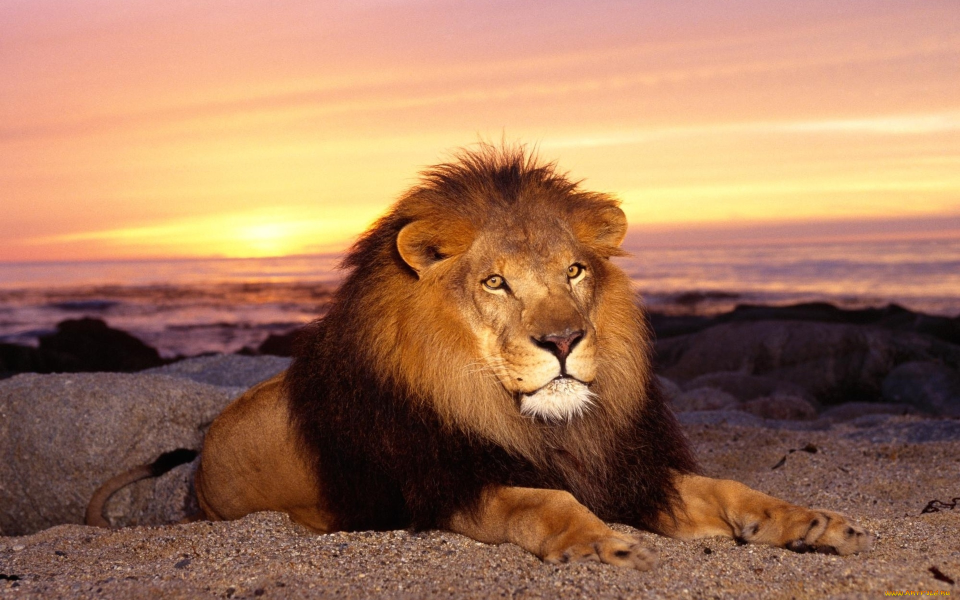 majestic, lion, животные, львы, отдых, лев, взгляд, морда, грива