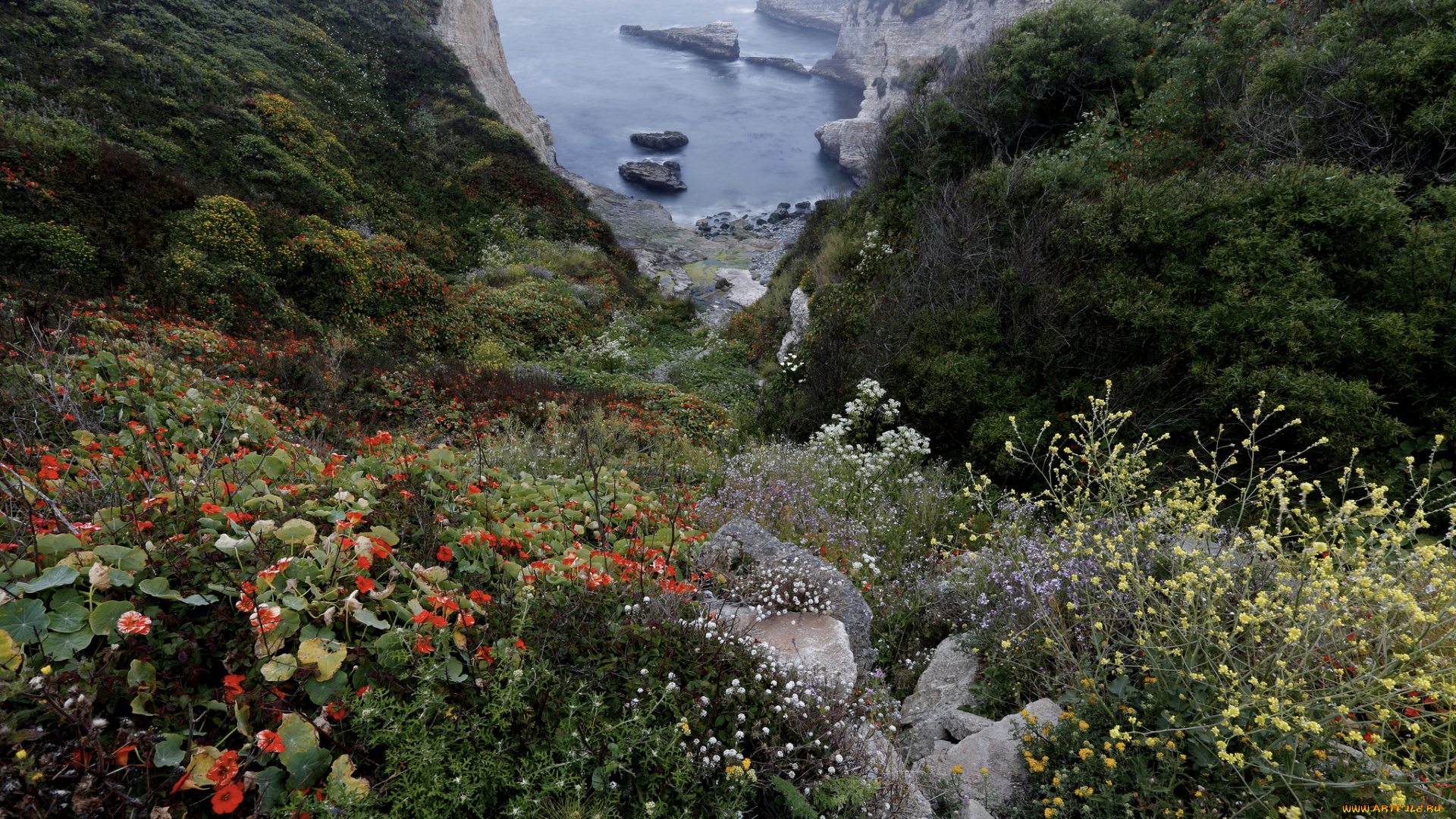 природа, побережье, бухта, скалы, цветы