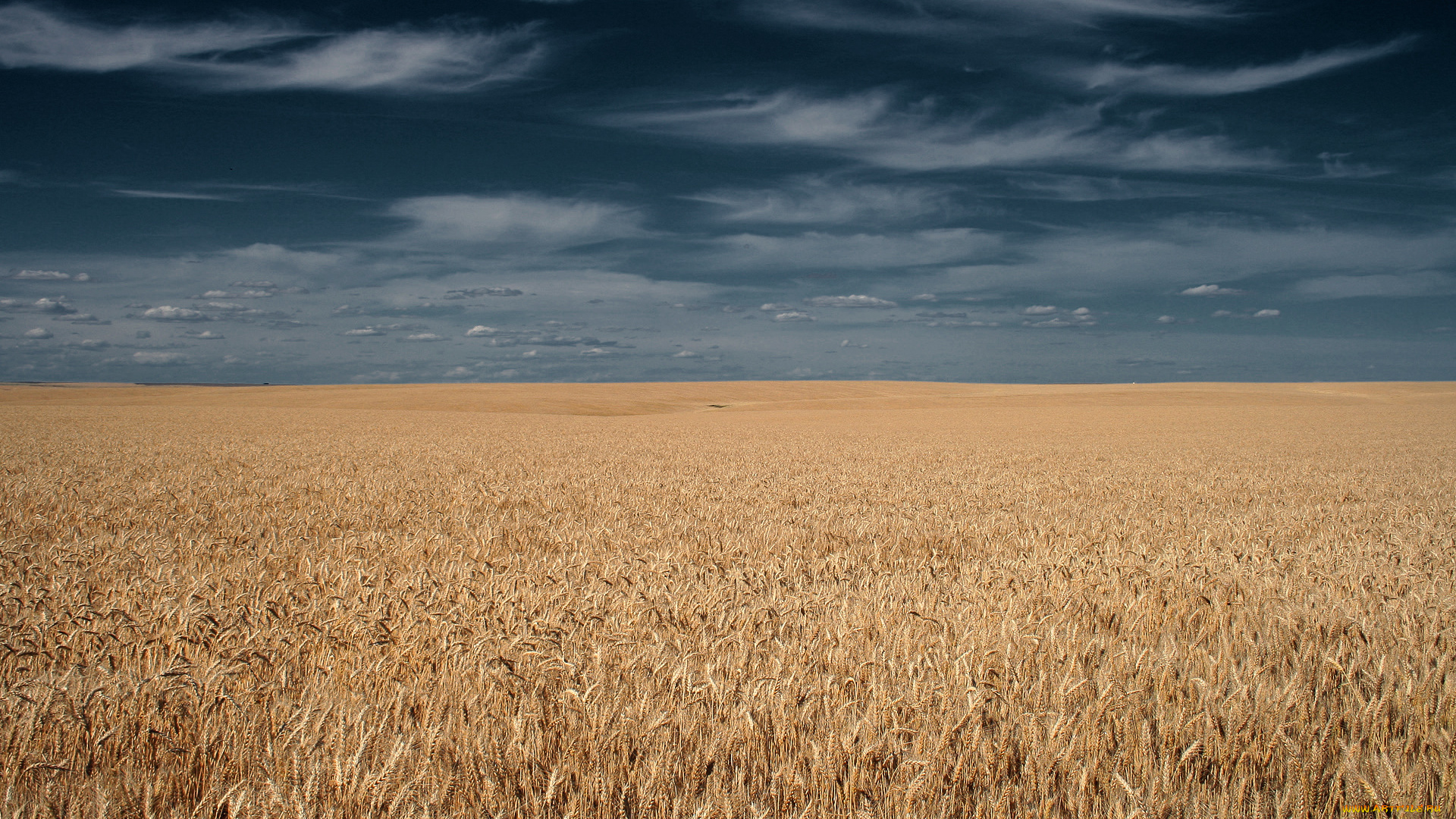 природа, поля, поле, злаки, пшеница, небо, тучи