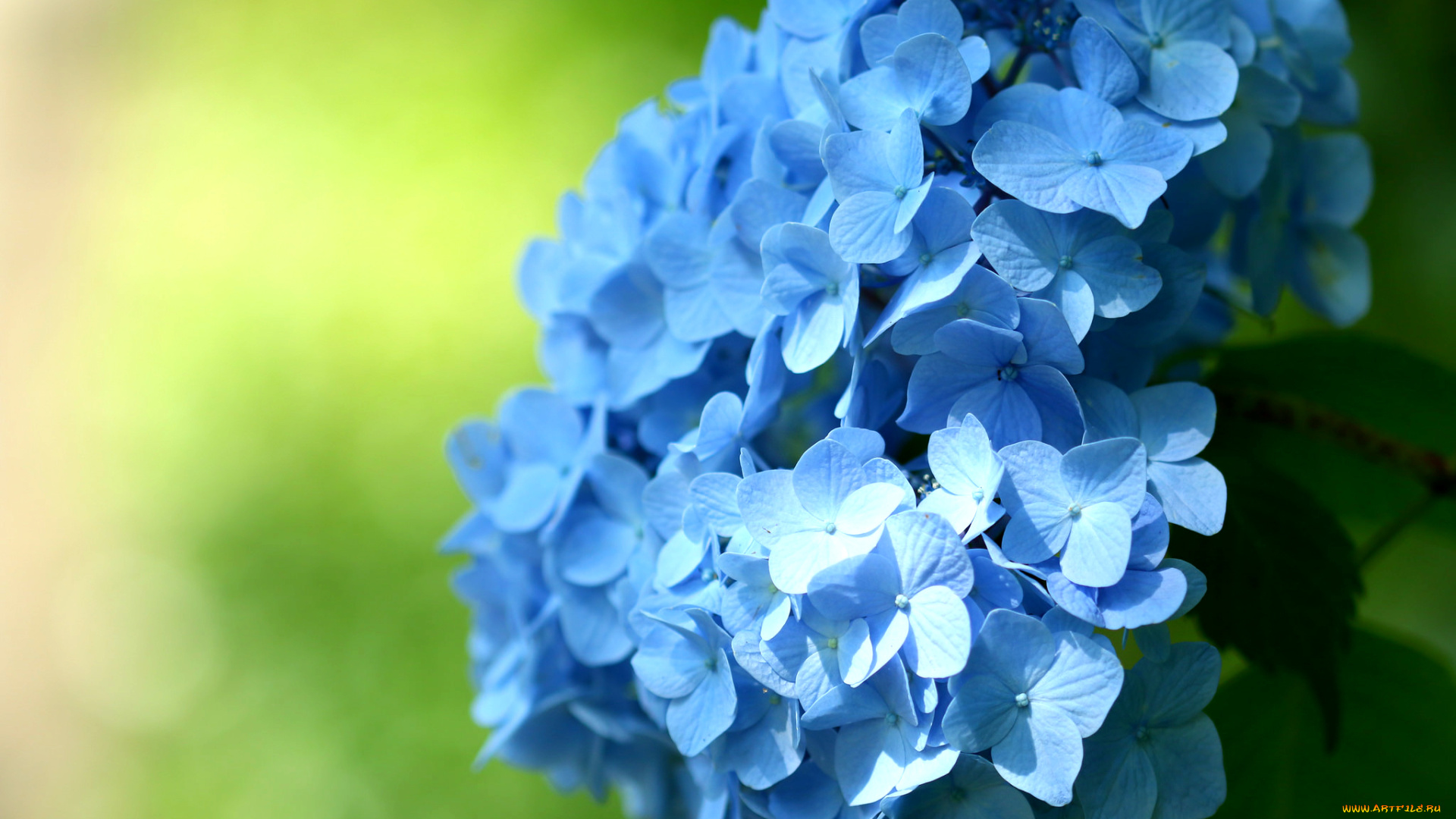 цветы, гортензия, макро, соцветие, голубой