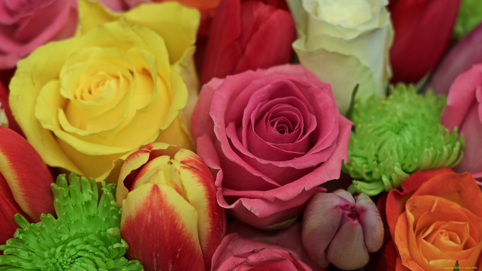 цветы, разные, вместе, краски, бутон, лепестки, розы
