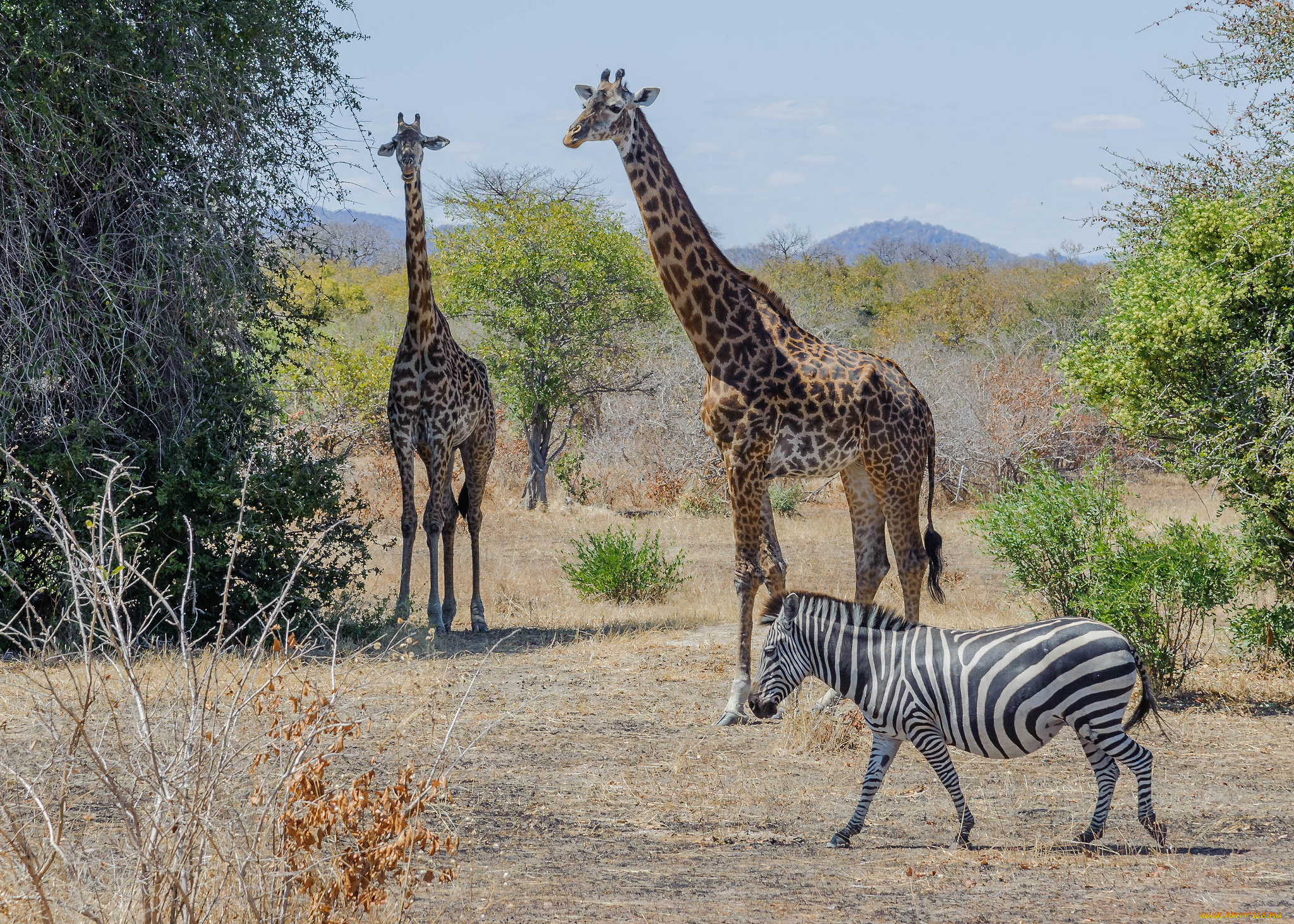 животные, разные, вместе, жирафы, зебра, саванна