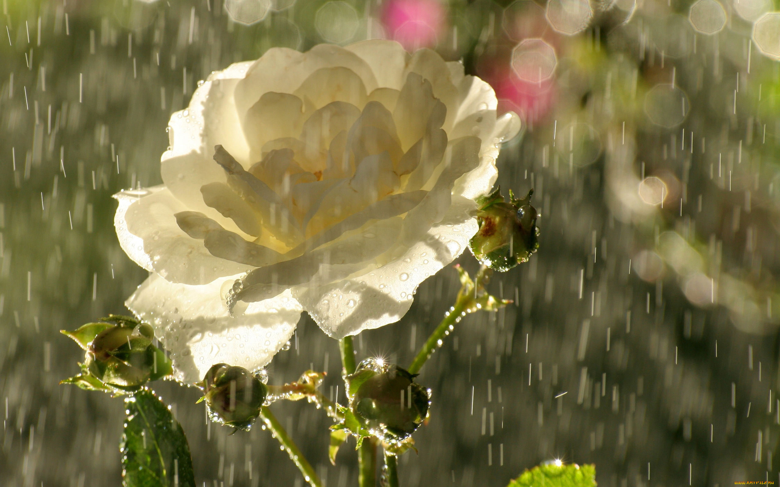 цветы, розы, капли, блики, дождь, бутоны, лепестки, роза, чайная, цветок