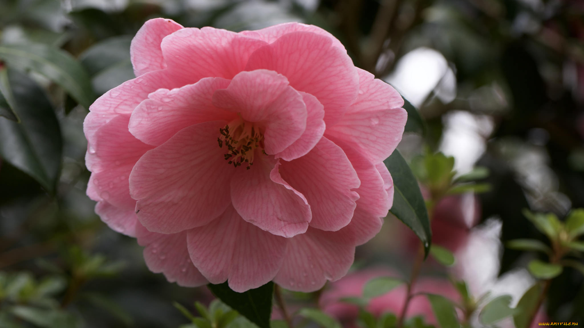 цветы, камелии, shrubs, кустарник, цветение, бутон, листья, leaf, camellia, flowering, bud, камелия